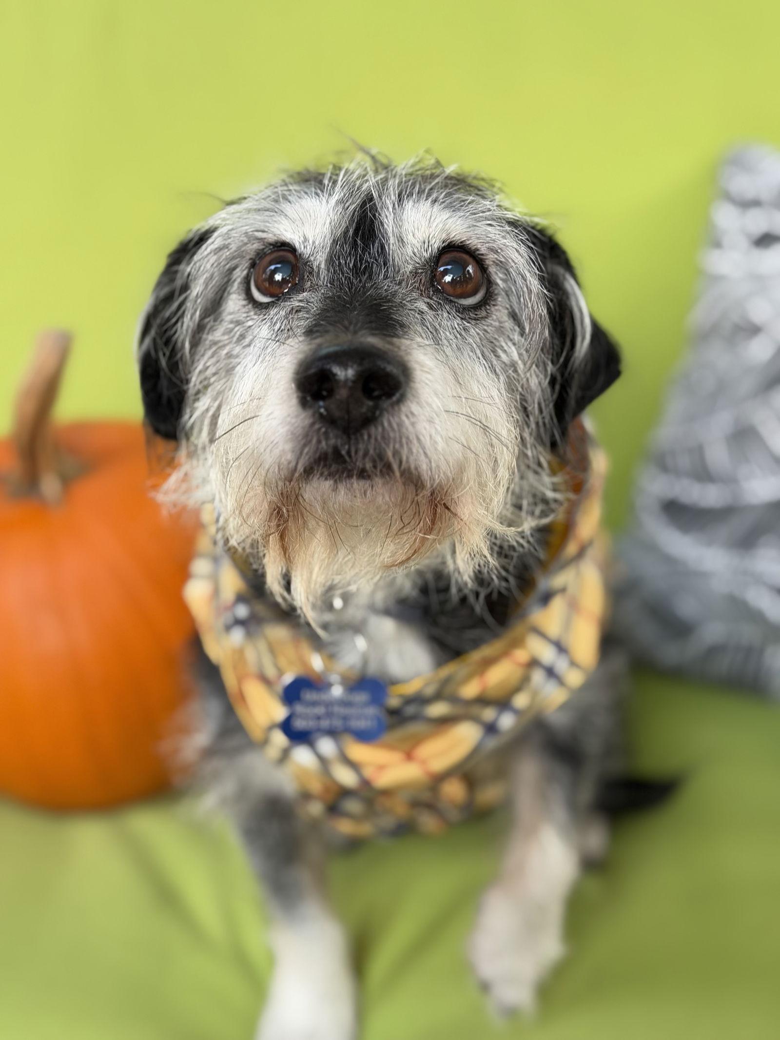 Enlarge Jax, a Adoptable Terrier in Portland, OR image 2/3