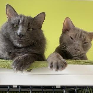 Miyamoto, Adoptable, Senior Male Domestic Medium Hair.