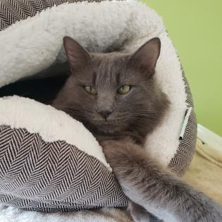 Enlarge Miyamoto, a Adoptable mixed breed in Chicago, IL image 6/6