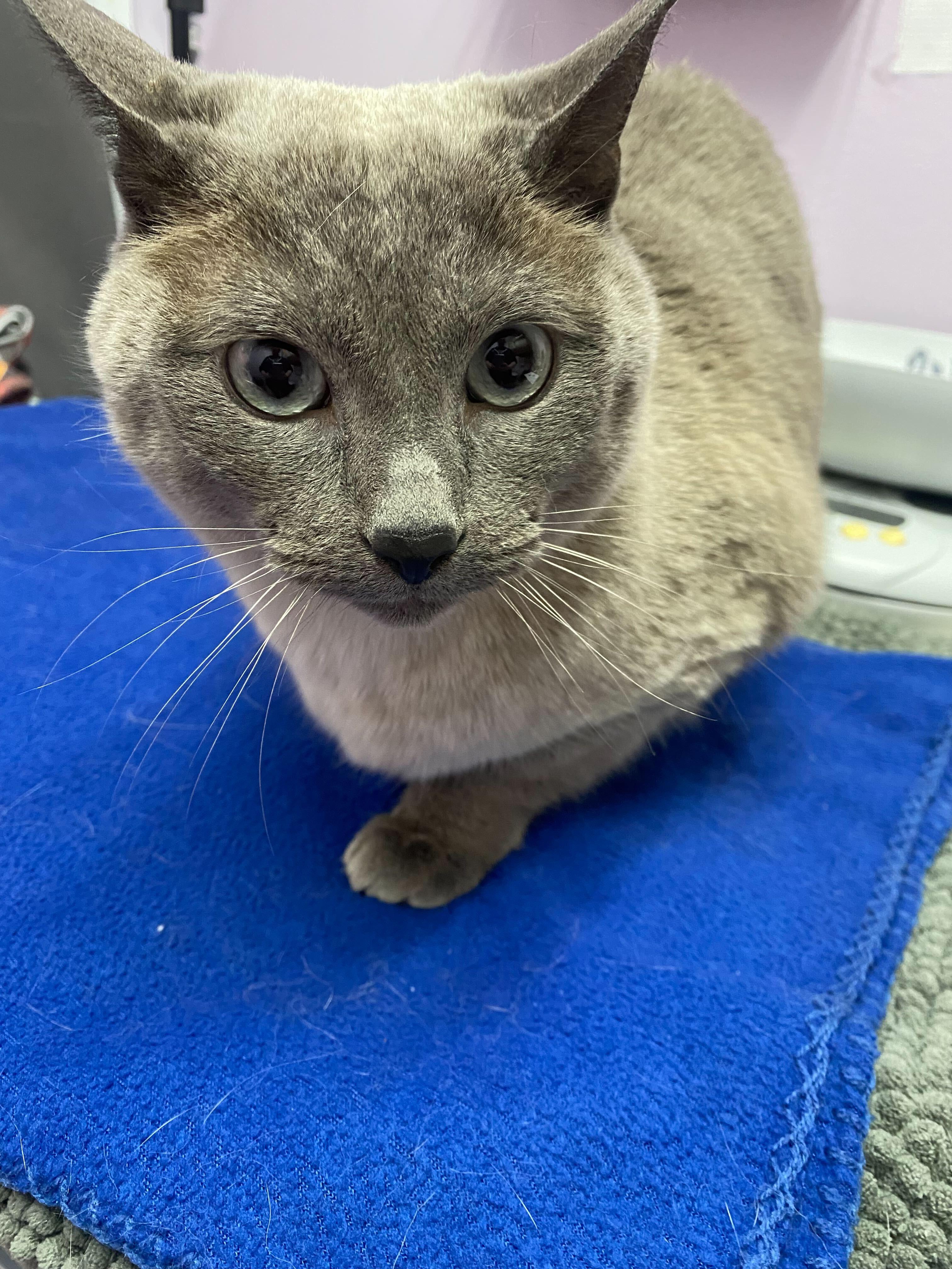Penny (bonded to Bean), Adoptable, Adult Male Siamese.