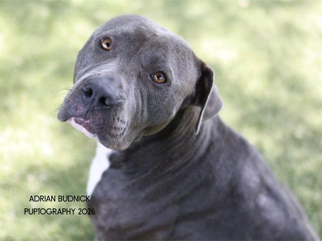 Enlarge Jupiter, a ADOPTABLE Mixed Breed in Nashville, TN image 1/2