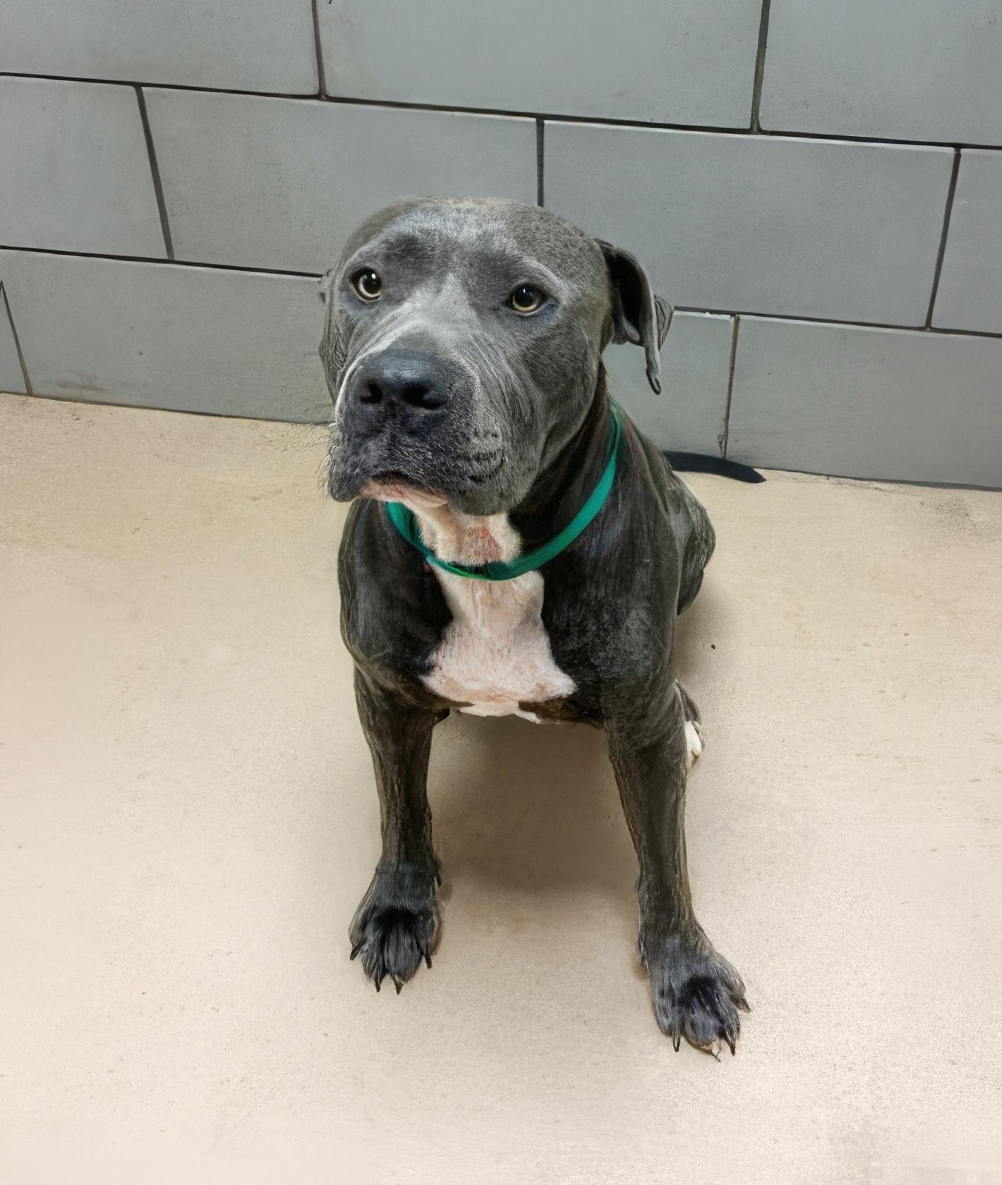 Enlarge Jupiter, a ADOPTABLE Mixed Breed in Nashville, TN image 2/2