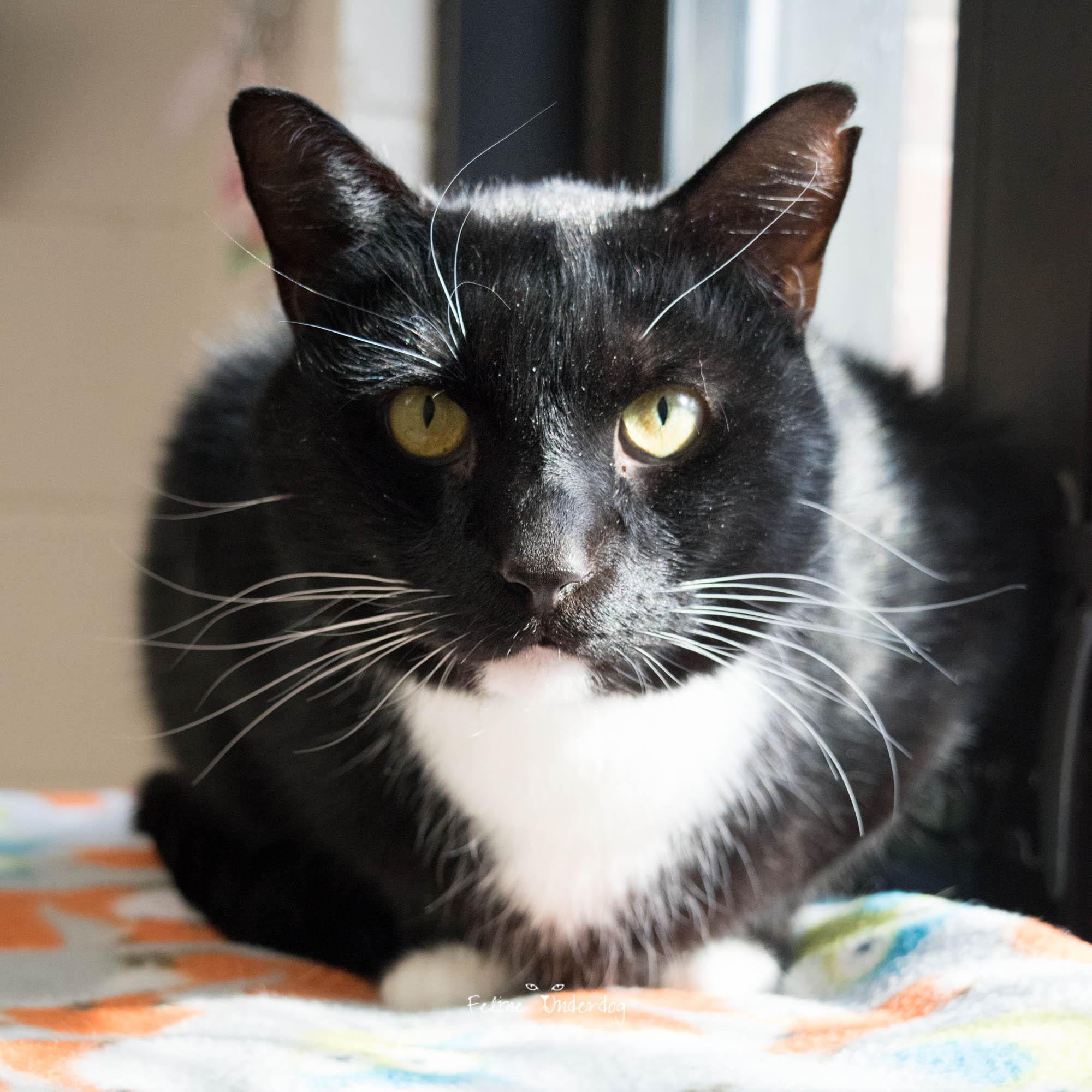 Enlarge Albert- #50217, a ADOPTABLE Domestic Short Hair in Columbia, MD image 1/4