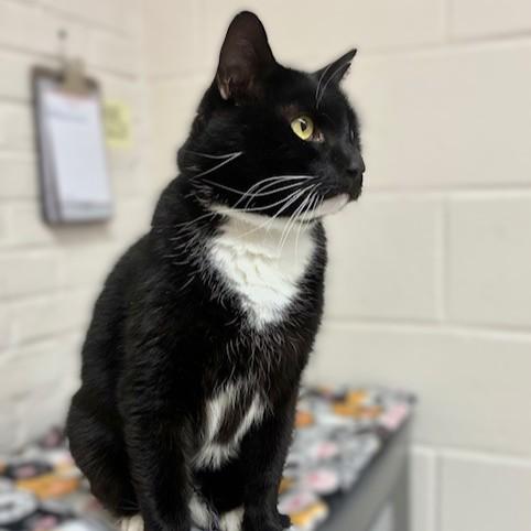 Enlarge Albert- #50217, a ADOPTABLE Domestic Short Hair in Columbia, MD image 4/4