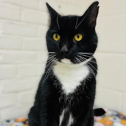 Albert- #50217, ADOPTABLE, Adult Male Domestic Short Hair.