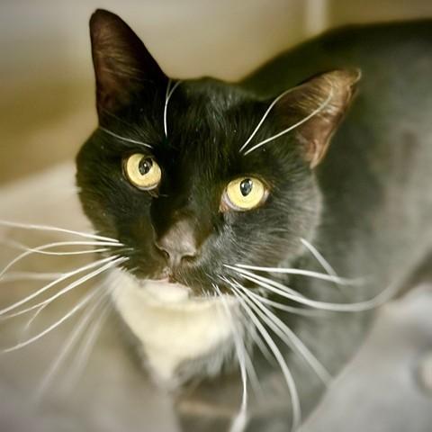 Albert- #50217, ADOPTABLE, Adult Male Domestic Short Hair.