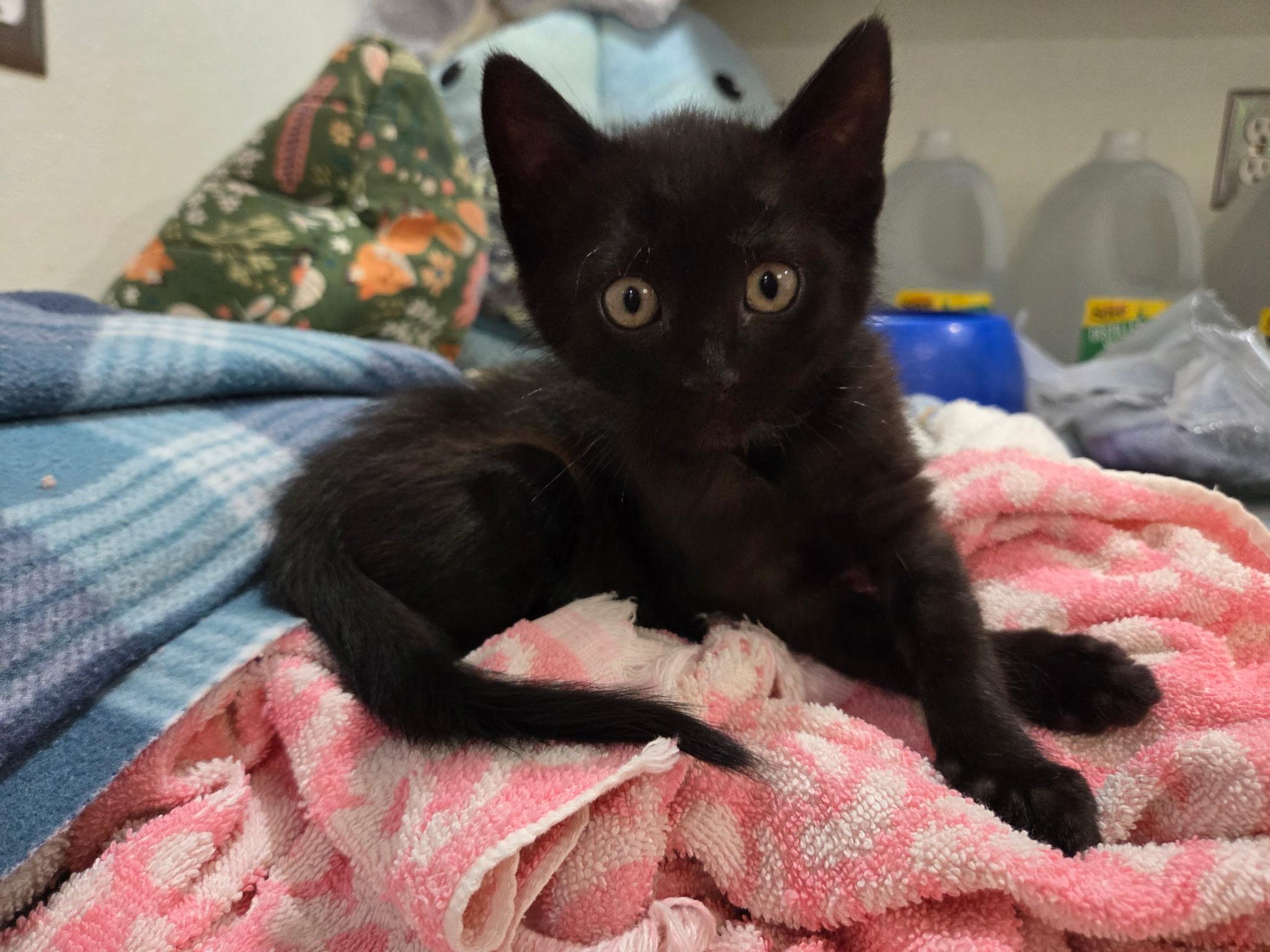 Chewy, a ADOPTABLE Domestic Short Hair in Columbia, MO image 2/4