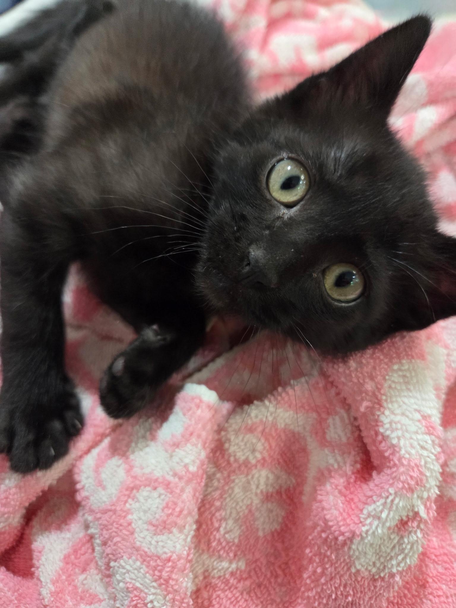 Chewy, a ADOPTABLE Domestic Short Hair in Columbia, MO image 3/4