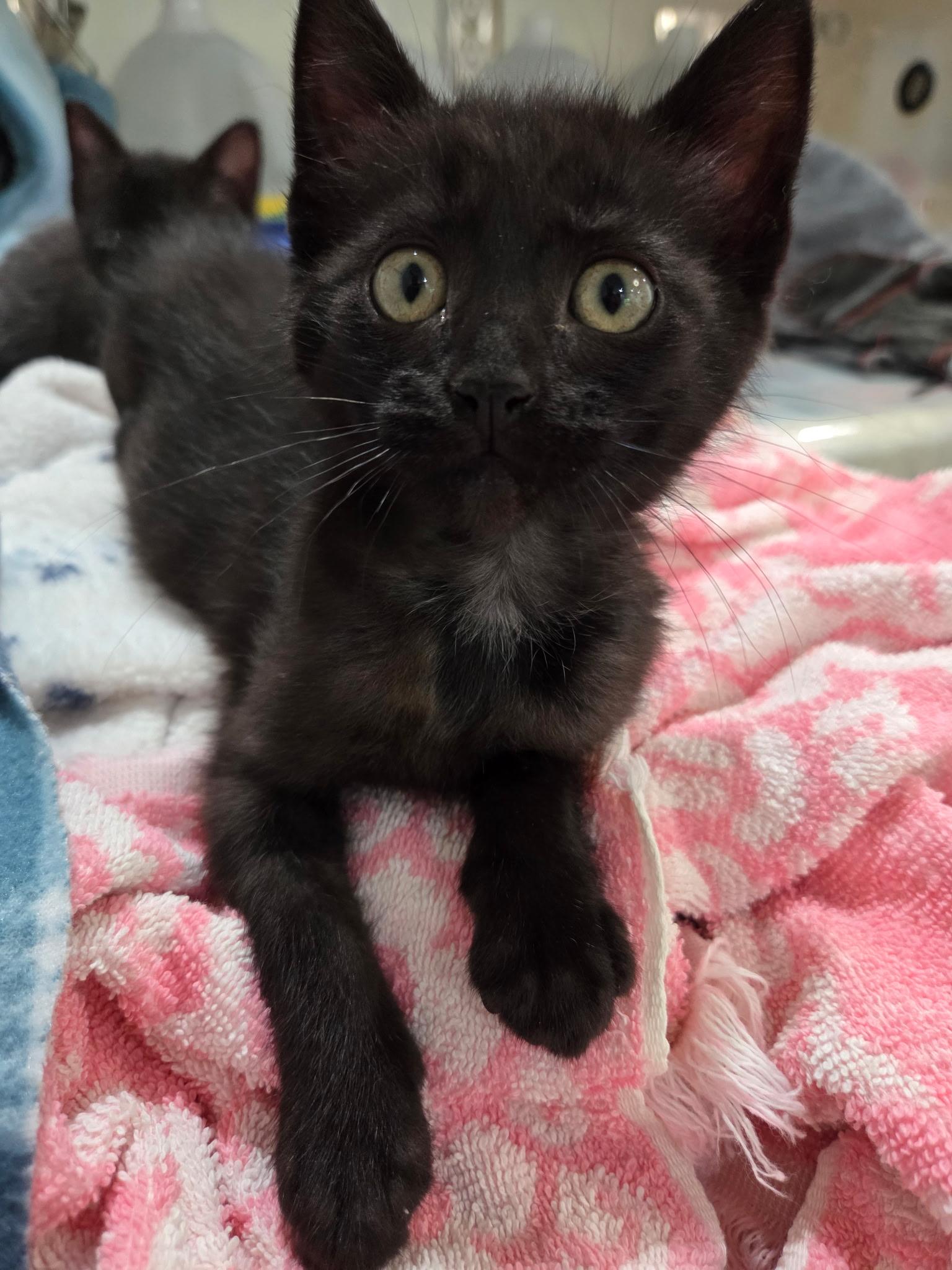 Chewy, ADOPTABLE, Kitten Male Domestic Short Hair.