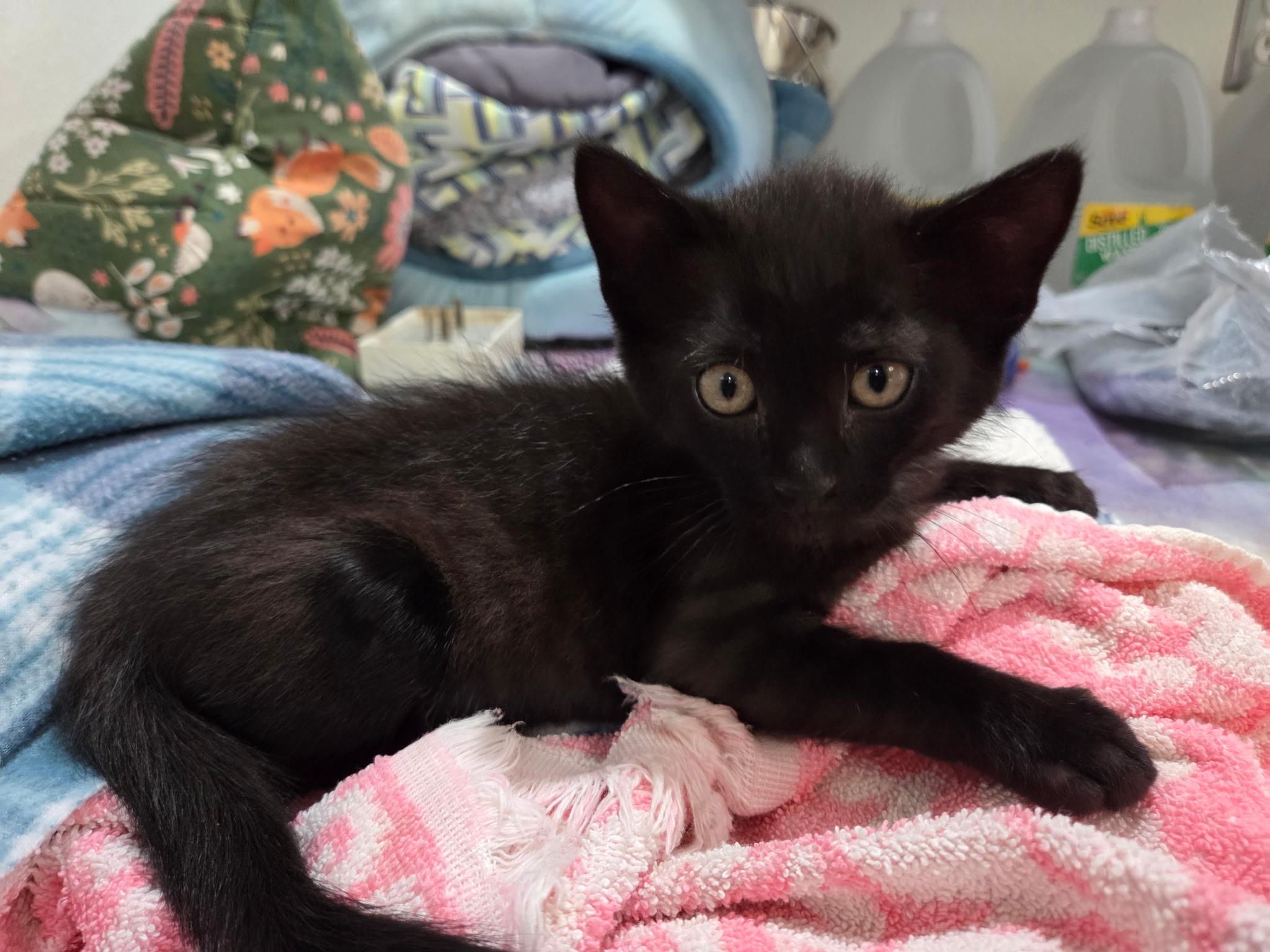 Chewy, a ADOPTABLE Domestic Short Hair in Columbia, MO image 4/4