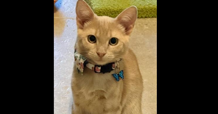 Enlarge Peach, a Adoptable mixed breed in Richardson, TX image 1/5