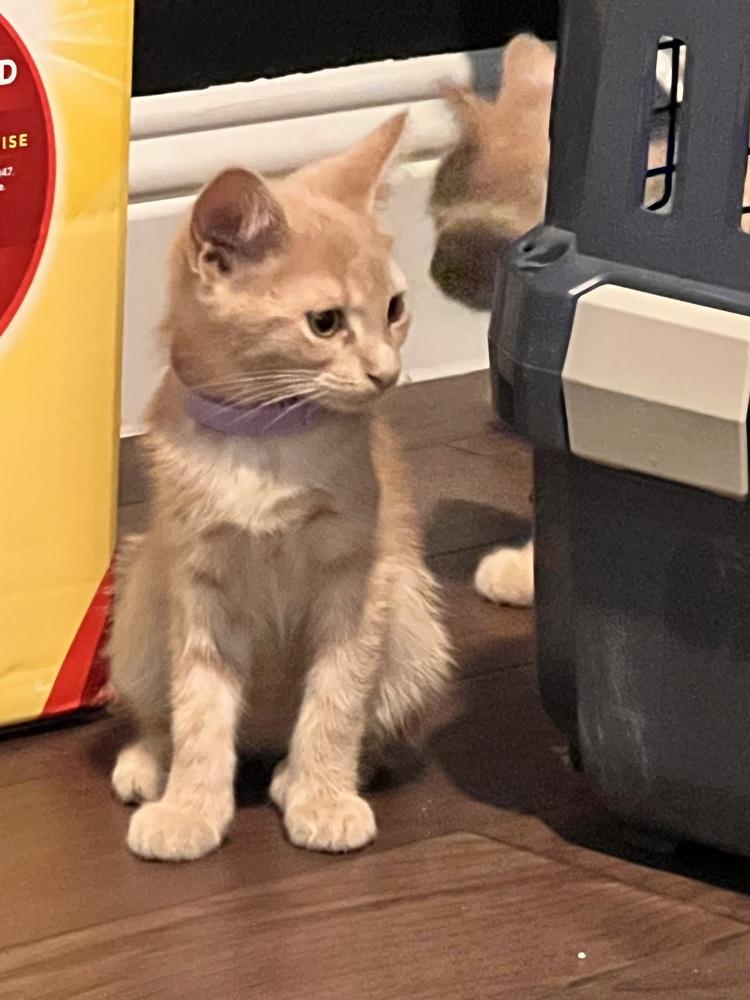 Enlarge Peach, a Adoptable mixed breed in Richardson, TX image 2/5