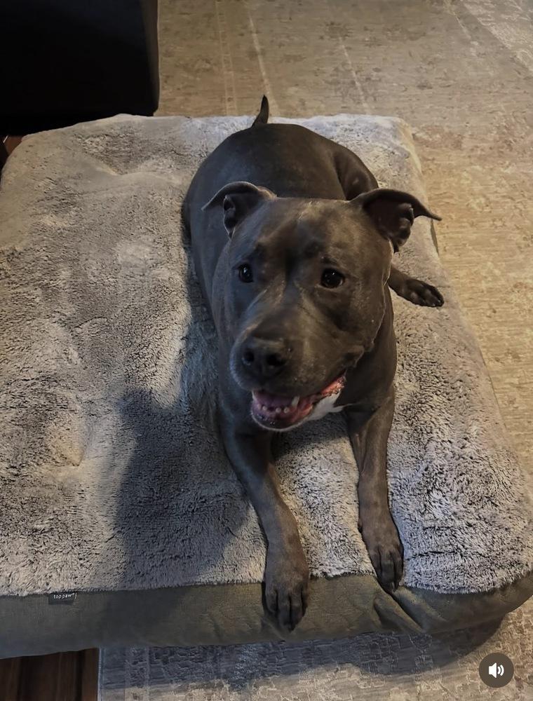 Enlarge Skye (fka Pebbles), a Adoptable American Bully in Pottstown, PA image 1/6