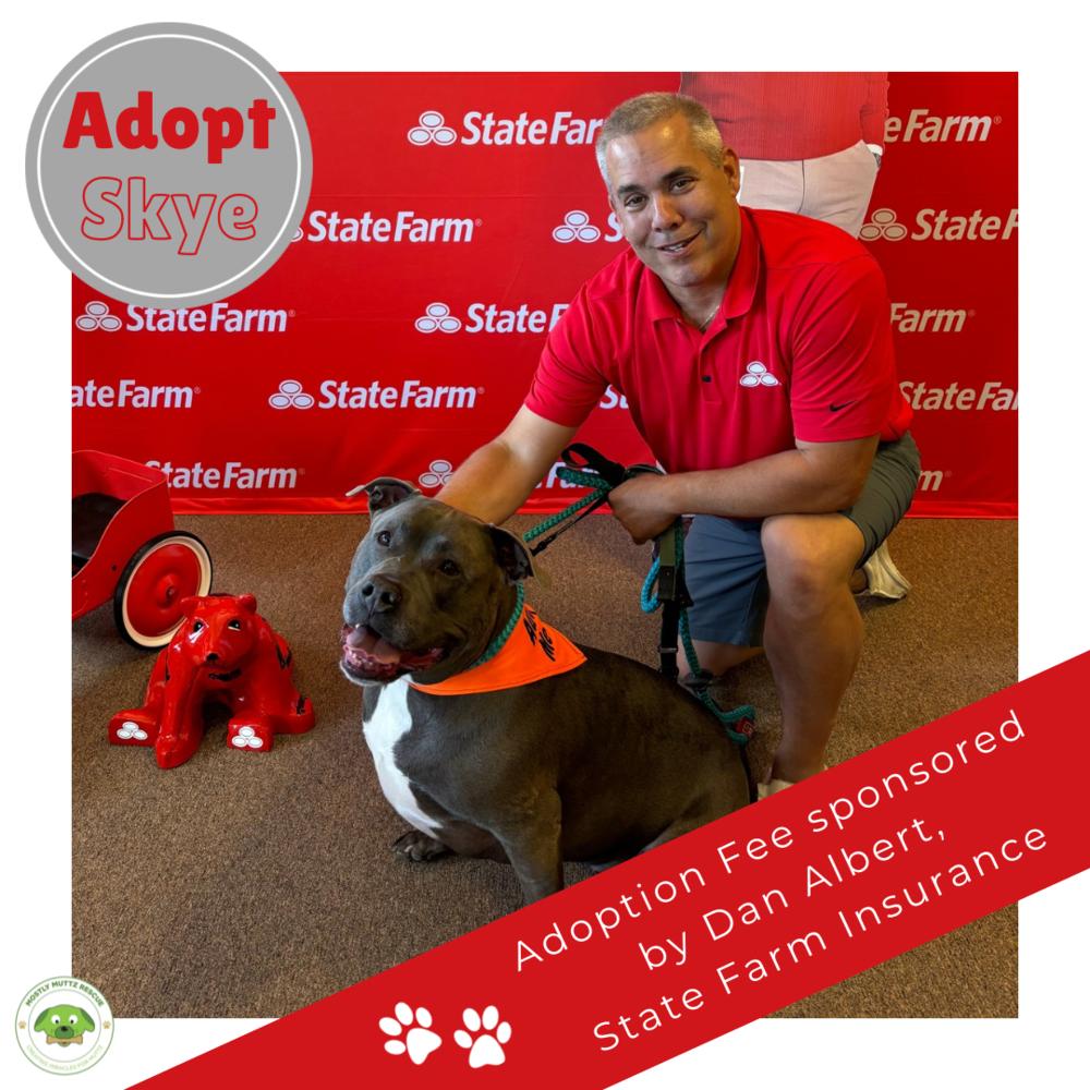 Skye (fka Pebbles), a Adoptable American Bully in Pottstown, PA image 1/6