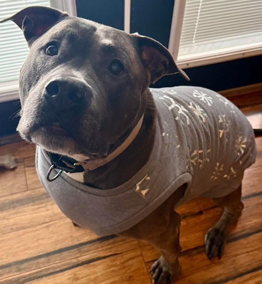 Skye (fka Pebbles), a Adoptable American Bully in Pottstown, PA image 2/6