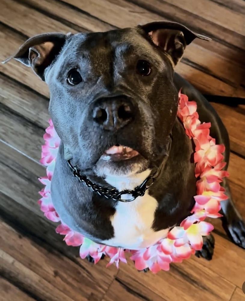 Skye (fka Pebbles), a Adoptable American Bully in Pottstown, PA image 3/6
