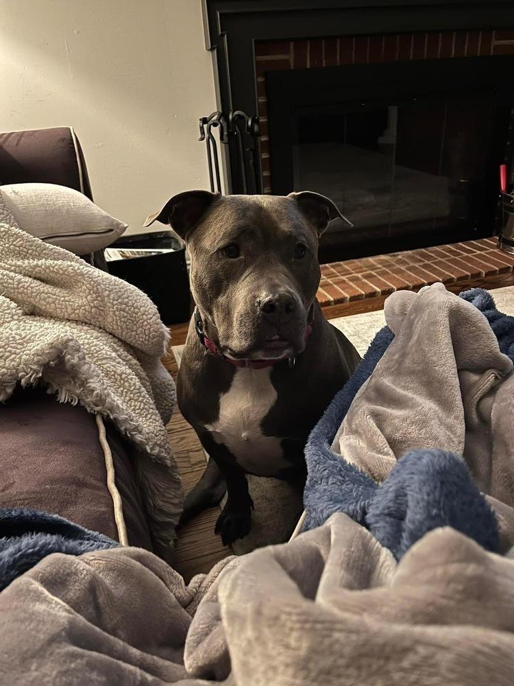 Skye (fka Pebbles), a Adoptable American Bully in Pottstown, PA image 4/6