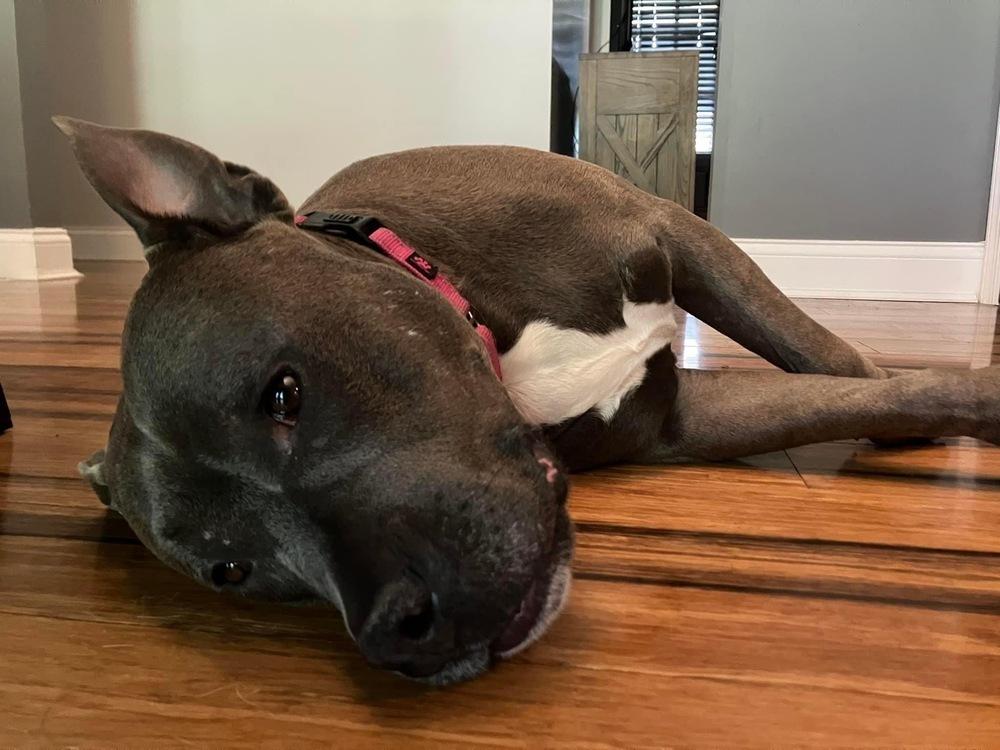 Skye (fka Pebbles), a Adoptable American Bully in Pottstown, PA image 5/6
