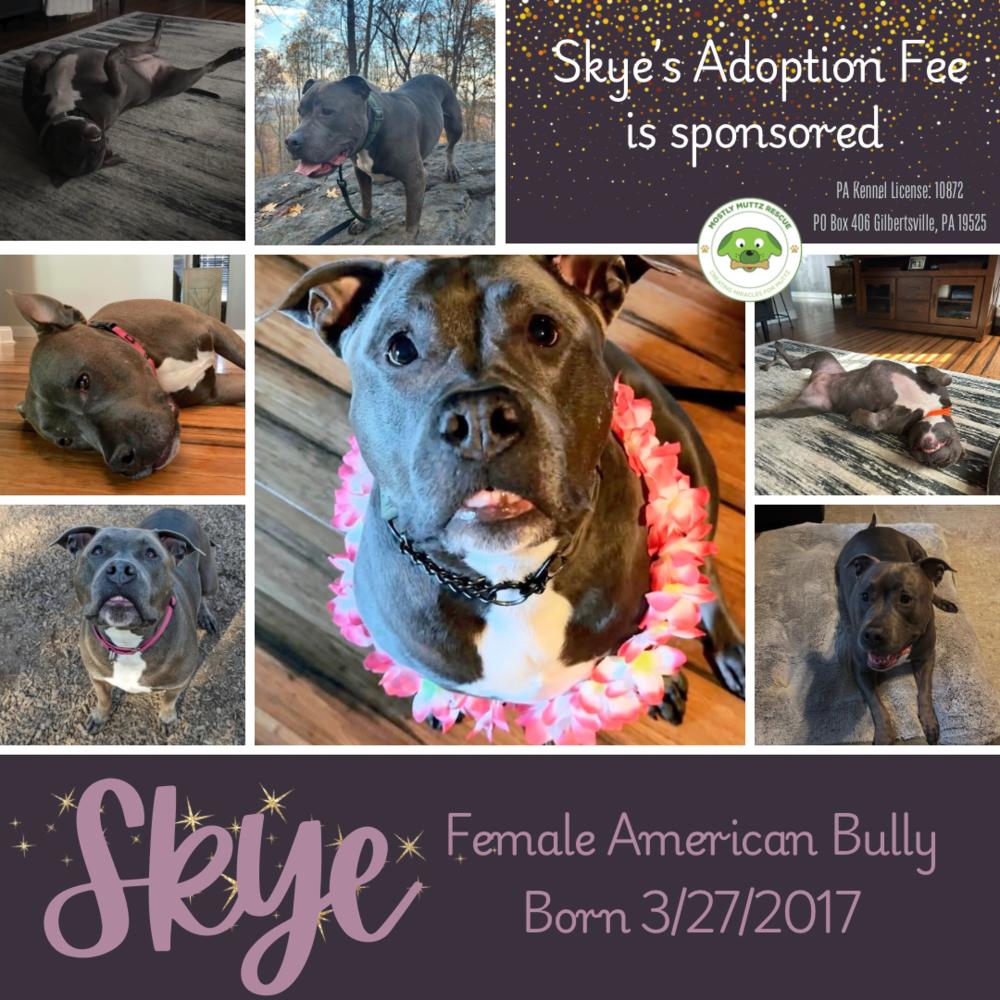 Skye (fka Pebbles), a Adoptable American Bully in Pottstown, PA image 6/6