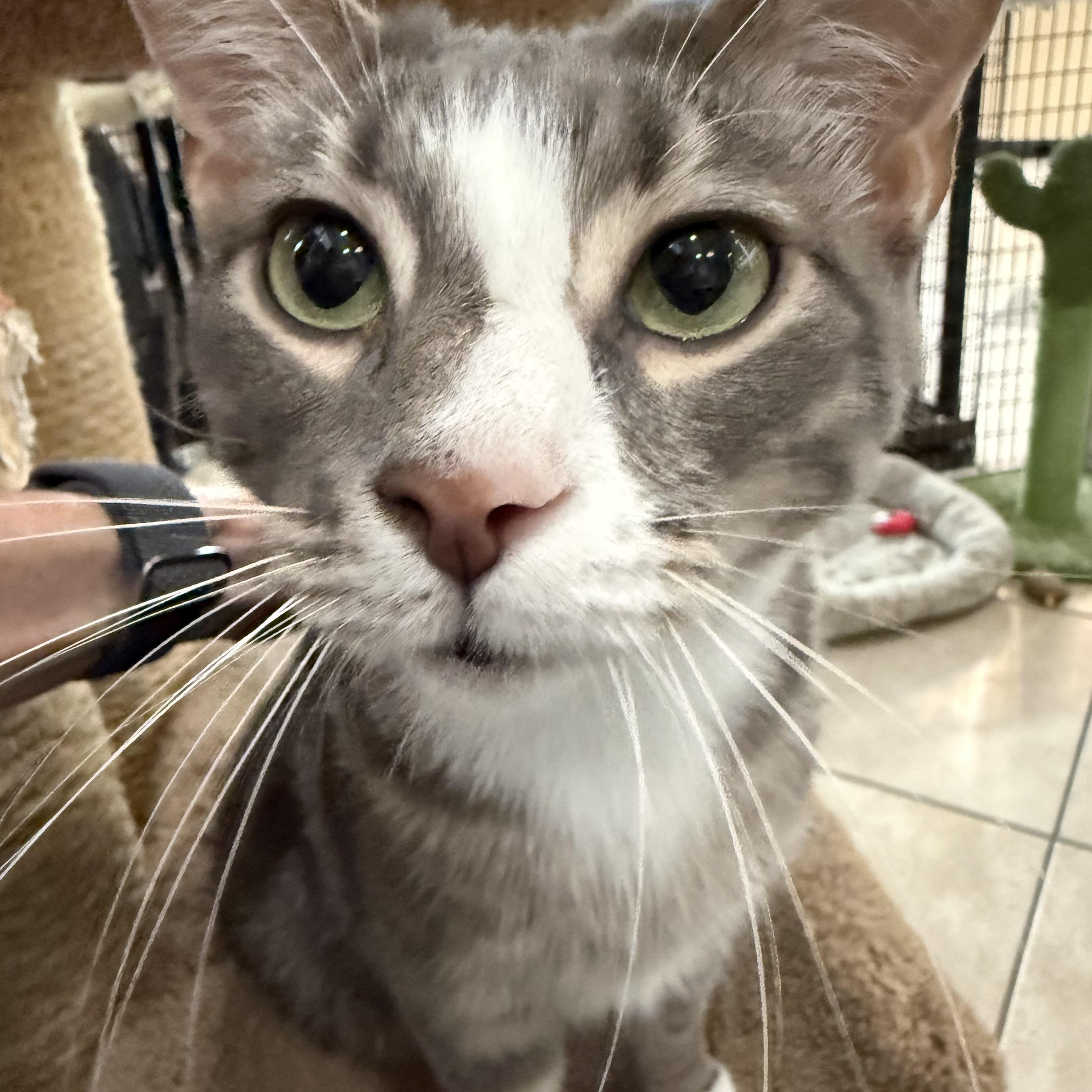 Vito, a ADOPTABLE Domestic Short Hair in Plymouth, MA image 2/3