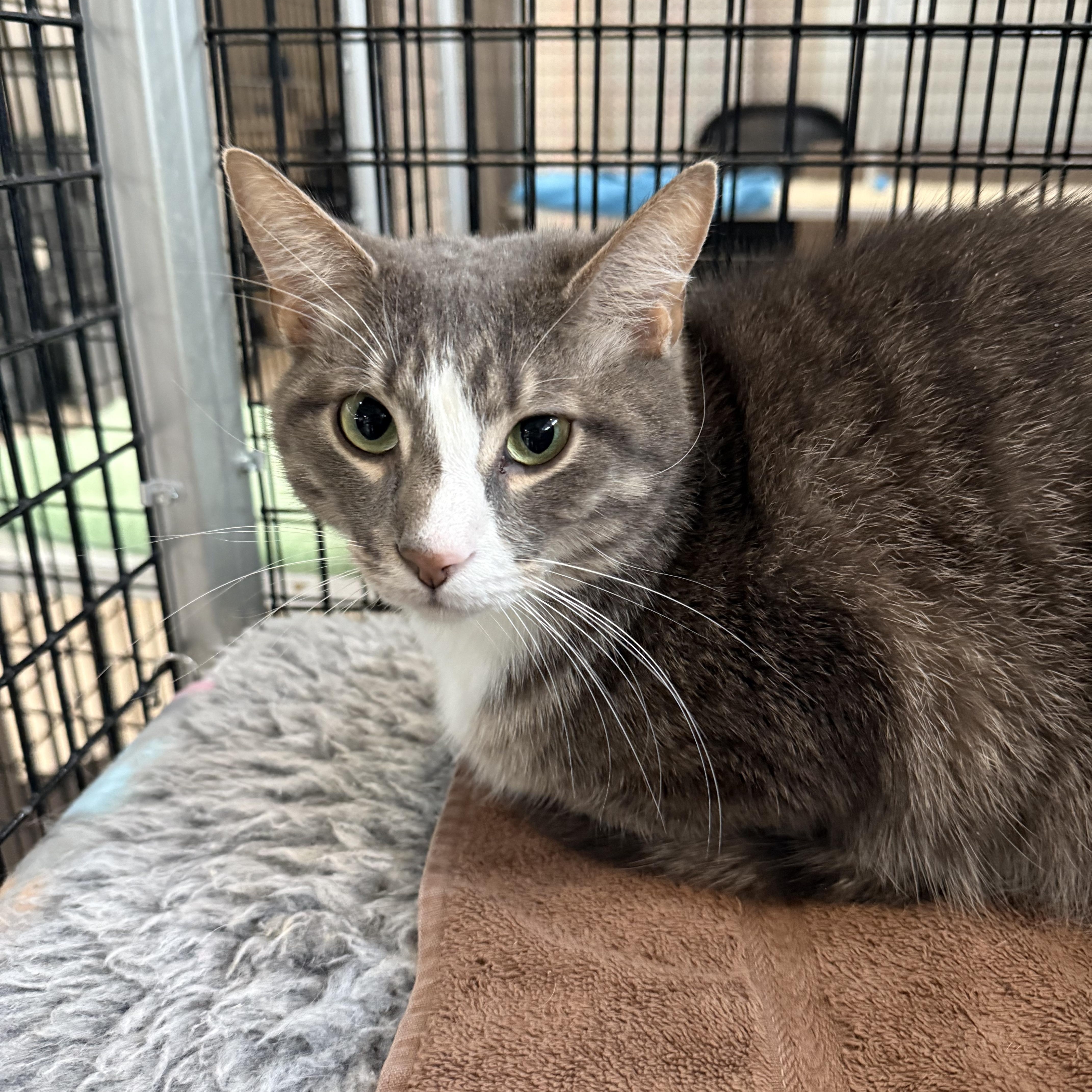 Vito, a ADOPTABLE Domestic Short Hair in Plymouth, MA image 2/2