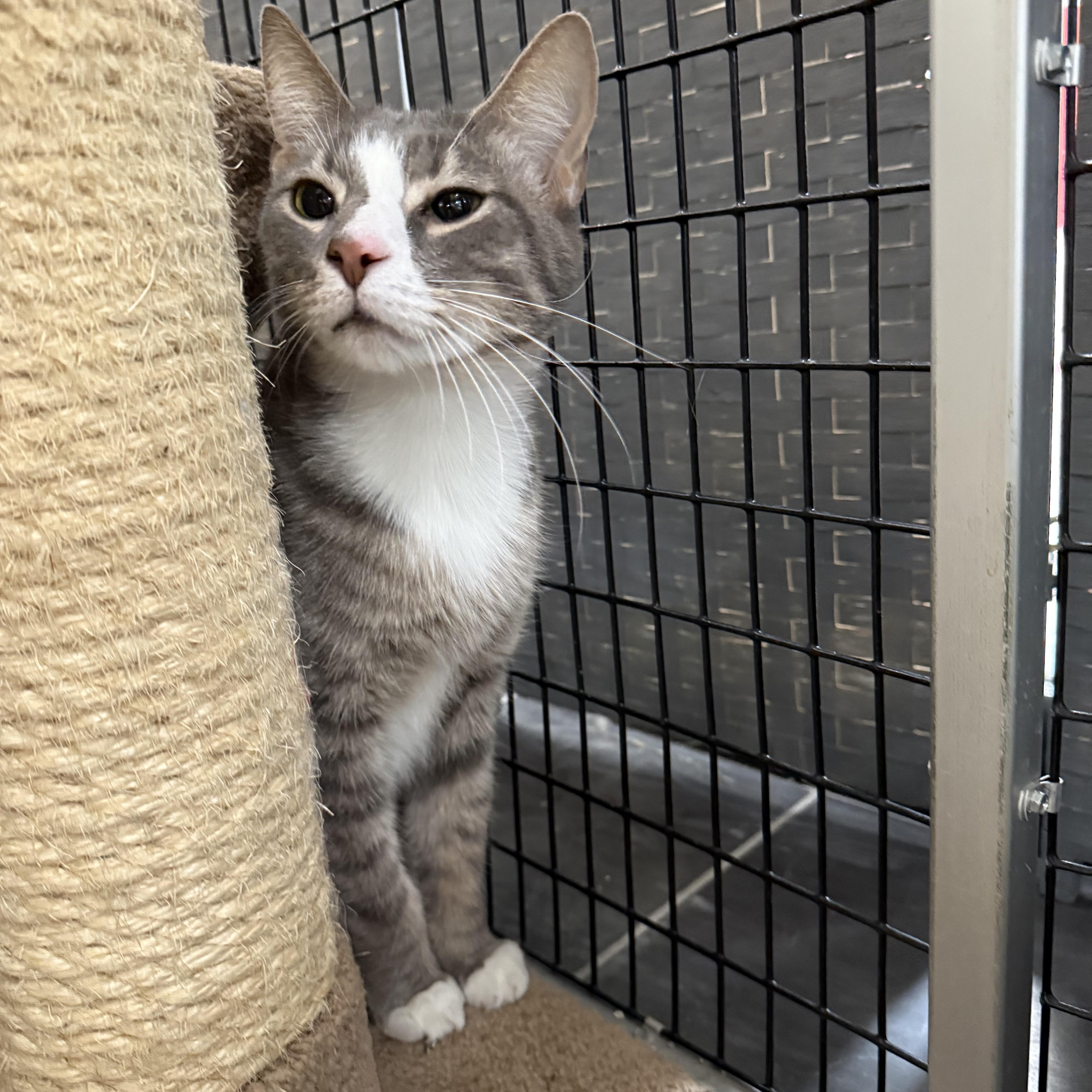 Vito, ADOPTABLE, Young Male Domestic Short Hair.