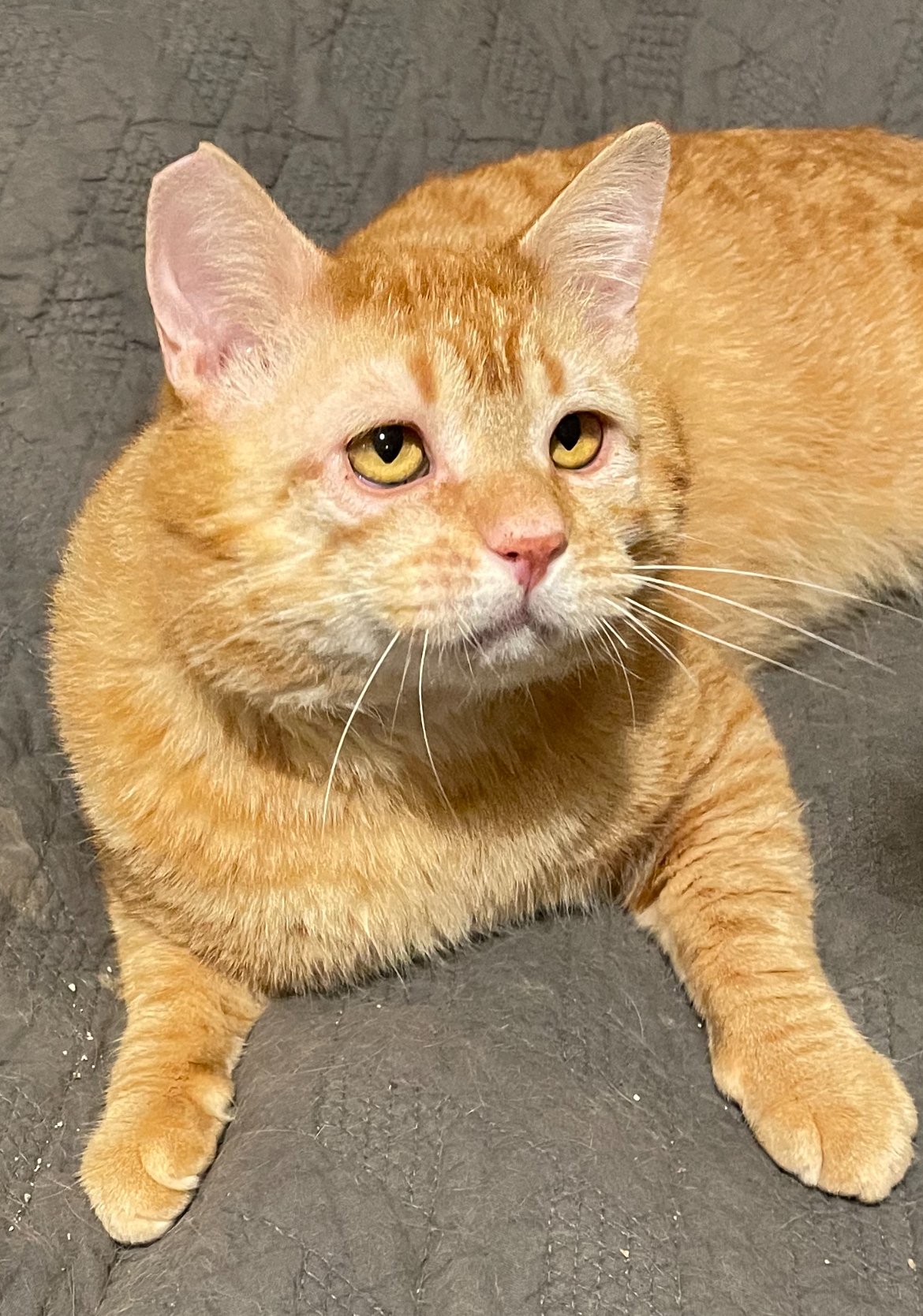 Charlie, Adopted, Young Male Domestic Short Hair.