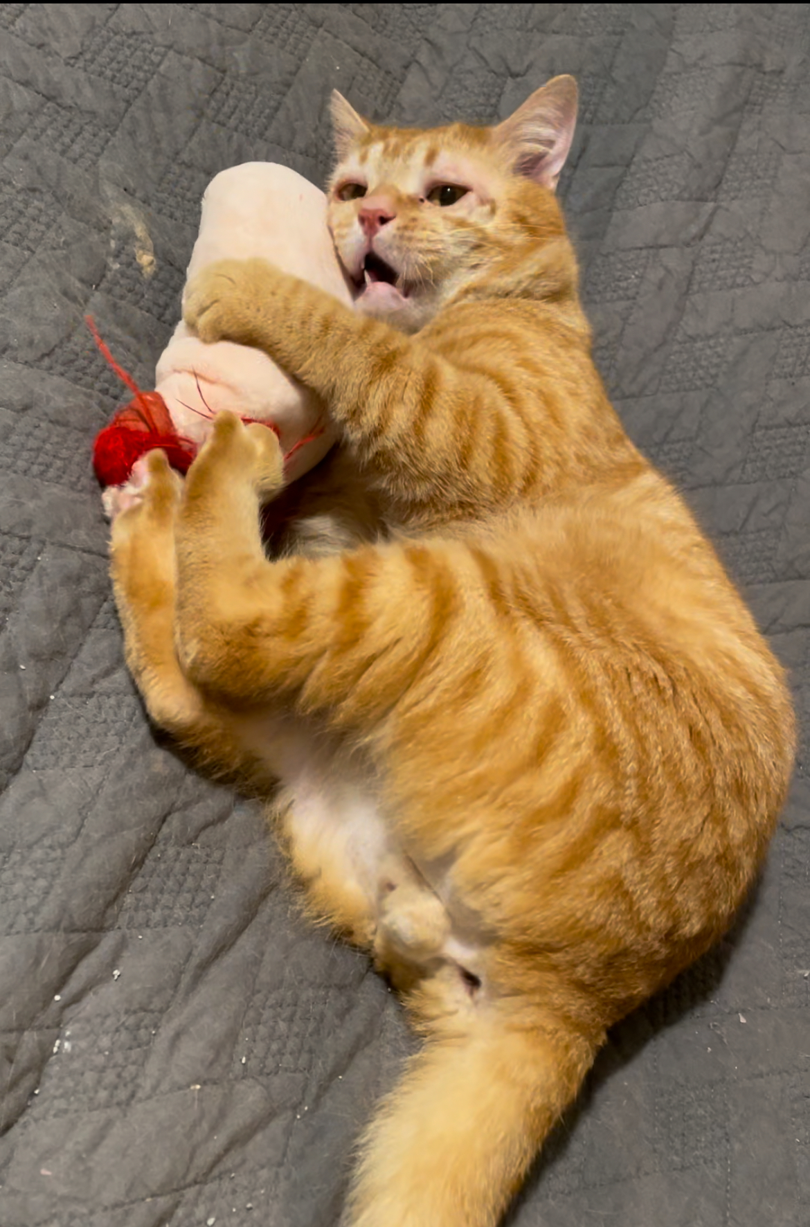 Enlarge Charlie, a Adopted Domestic Short Hair in Cathlamet, WA image 3/3