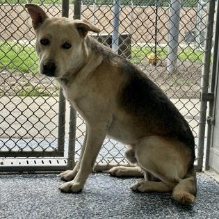 Enlarge Captain, a ADOPTABLE mixed breed in Converse, TX image 1/1