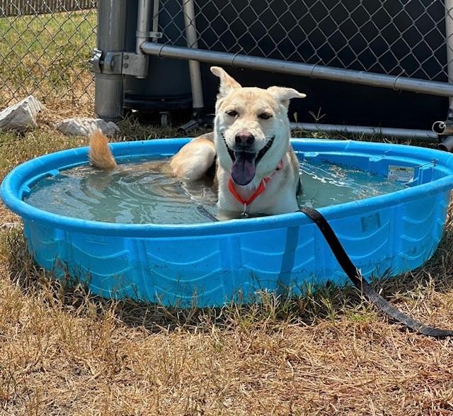Captain, ADOPTABLE, Adult Male German Shepherd Dog & Labrador Retriever.
