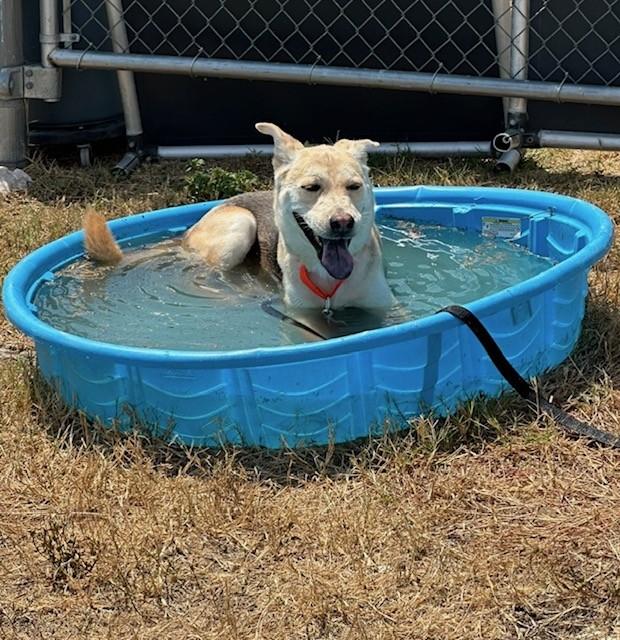 Enlarge Captain, a ADOPTABLE mixed breed in Converse, TX image 2/4