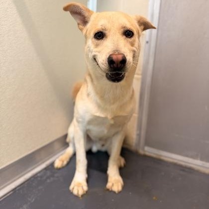 Enlarge Captain, a ADOPTABLE mixed breed in Converse, TX image 3/4