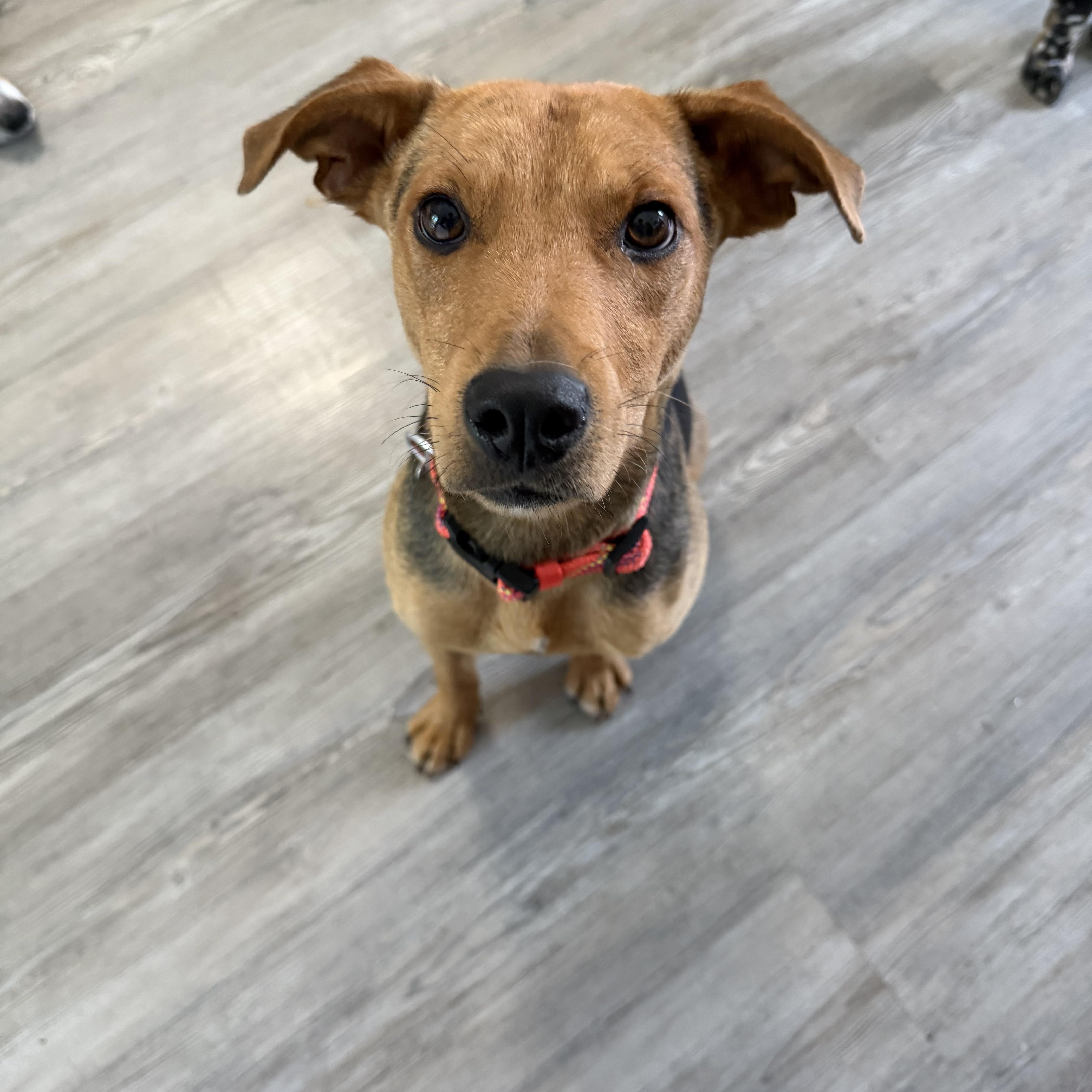 Enlarge Yoshi, a Adoptable mixed breed in Boise, ID image 1/4