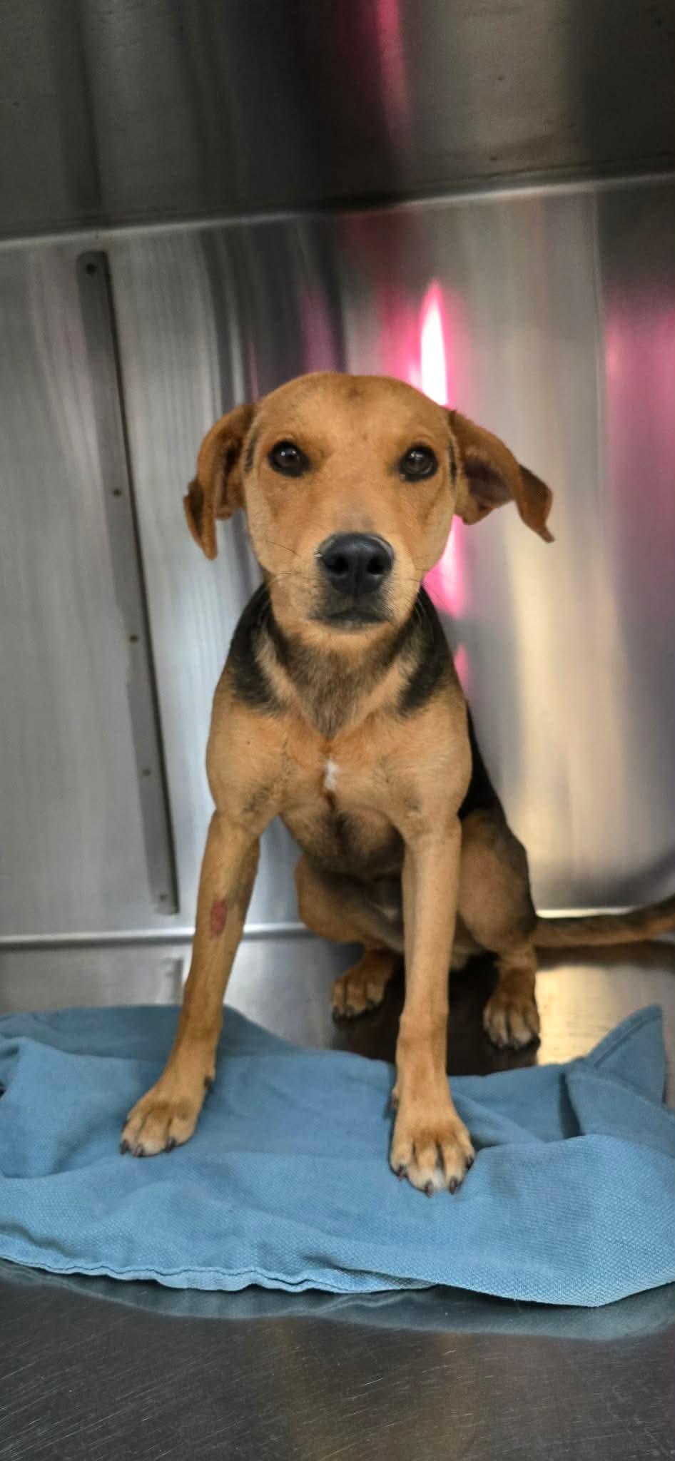 Enlarge Yoshi, a Adoptable mixed breed in Boise, ID image 2/4