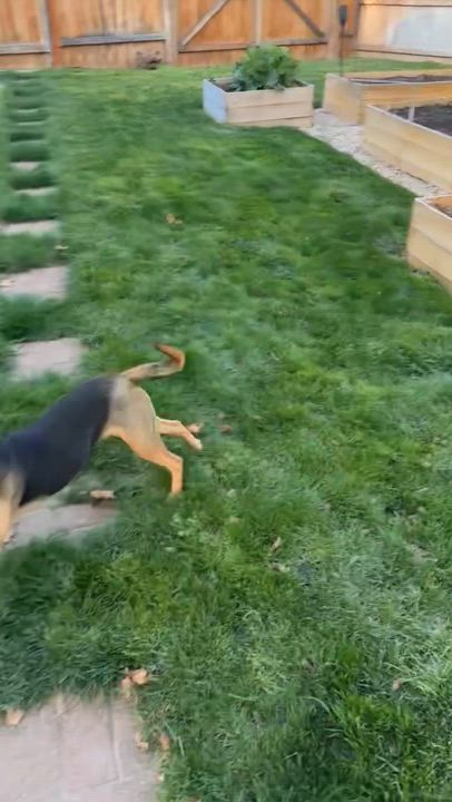 Enlarge Yoshi, a Adoptable mixed breed in Boise, ID video 4/4