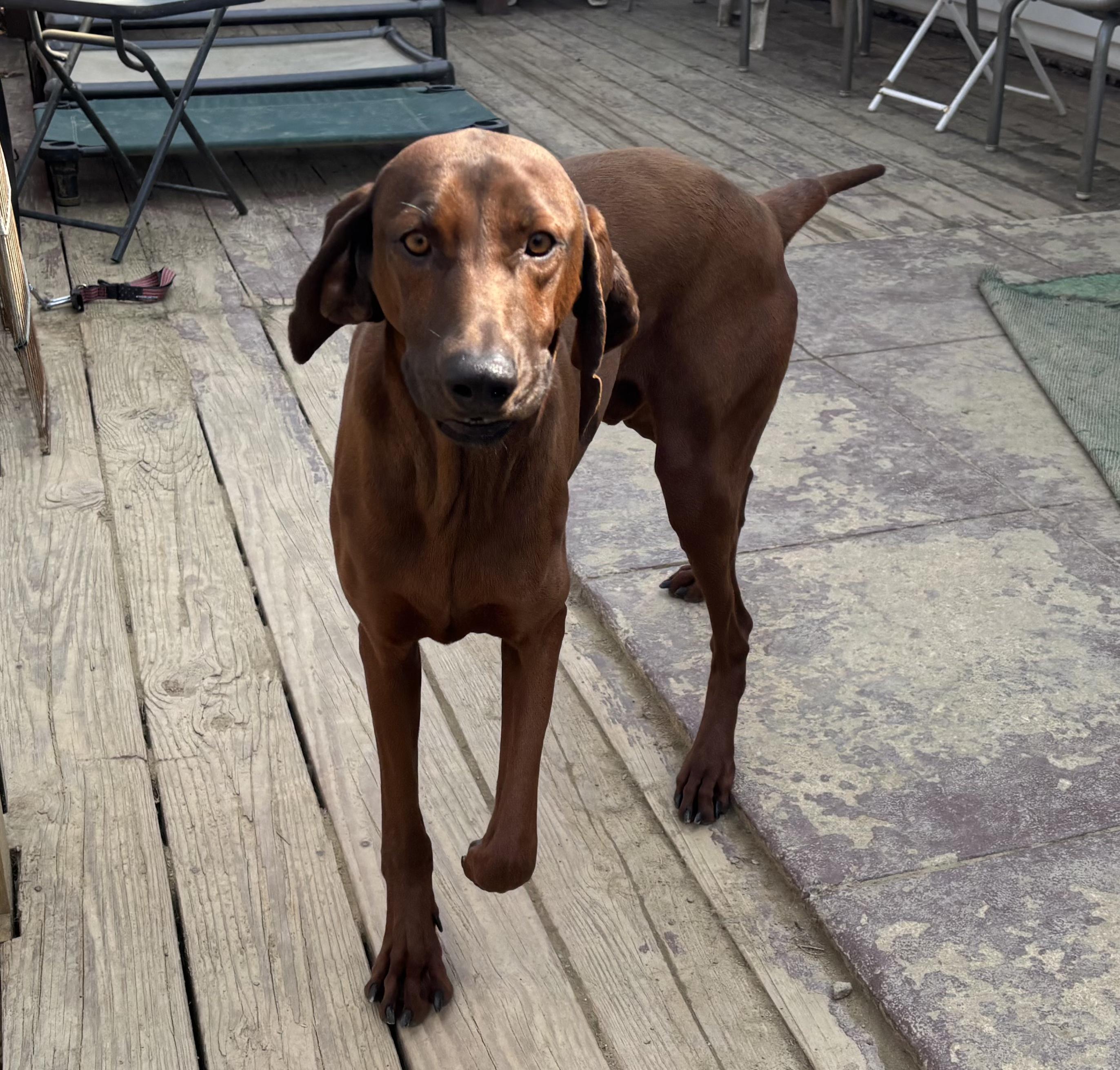 Enlarge Skipper, a ADOPTABLE Redbone Coonhound in Silver Spring, MD image 3/5