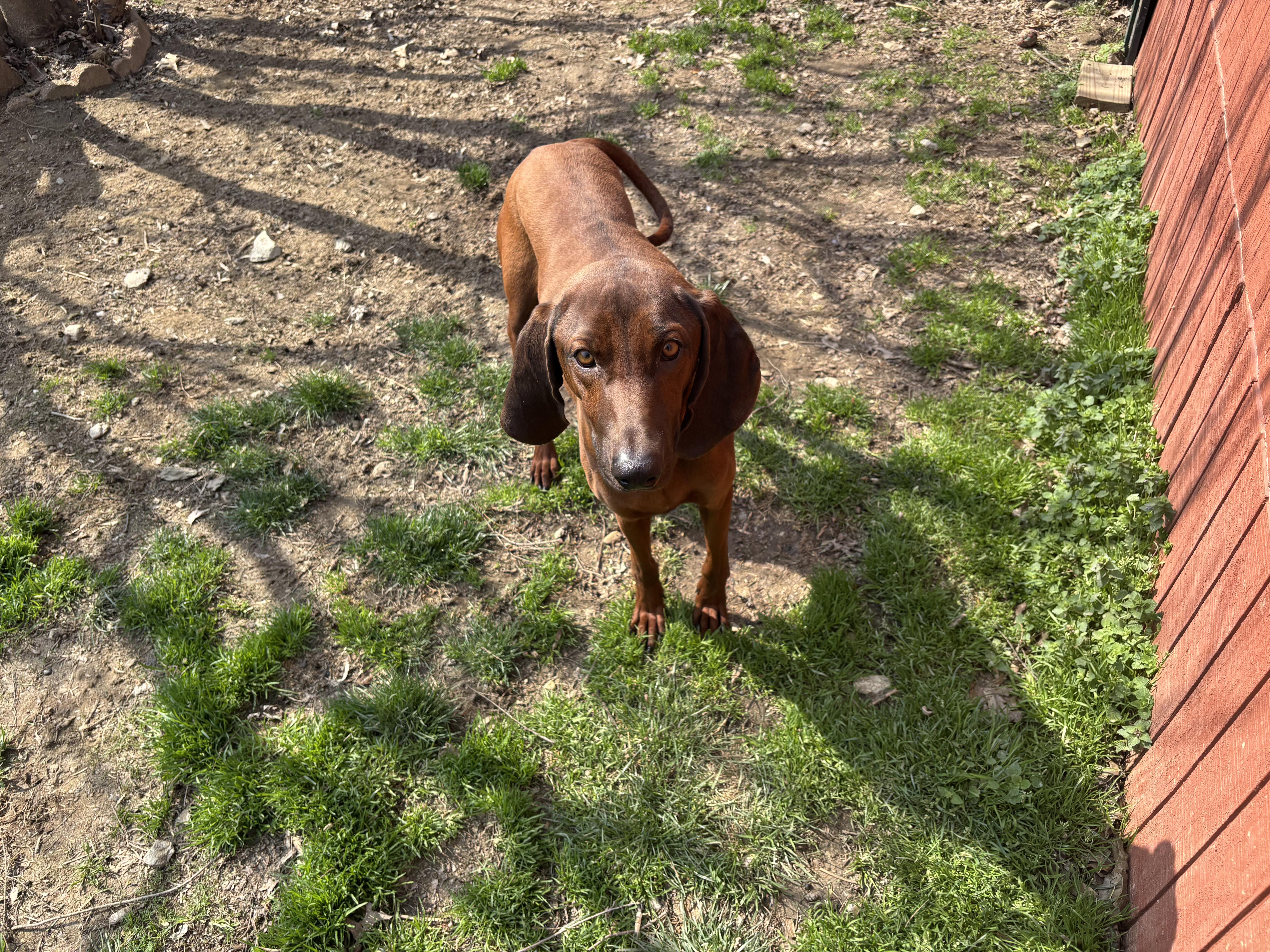 Enlarge Skipper, a ADOPTABLE Redbone Coonhound in Silver Spring, MD image 2/5