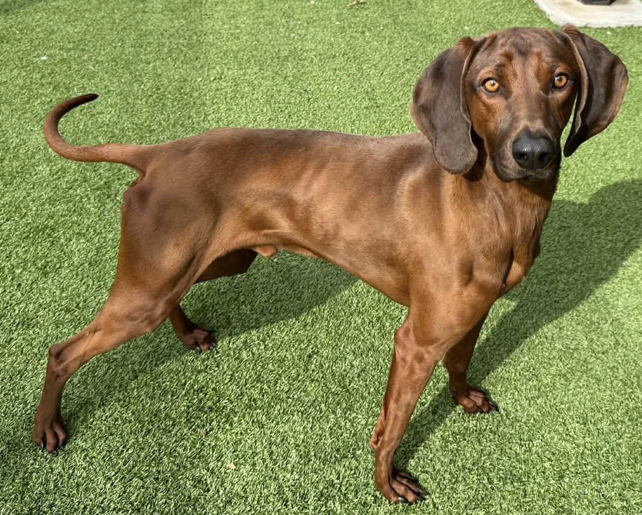 Enlarge Skipper, a ADOPTABLE Redbone Coonhound in Silver Spring, MD image 5/5