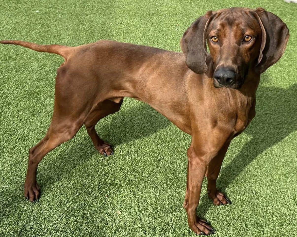 Skipper, ADOPTABLE, Young Male Redbone Coonhound.