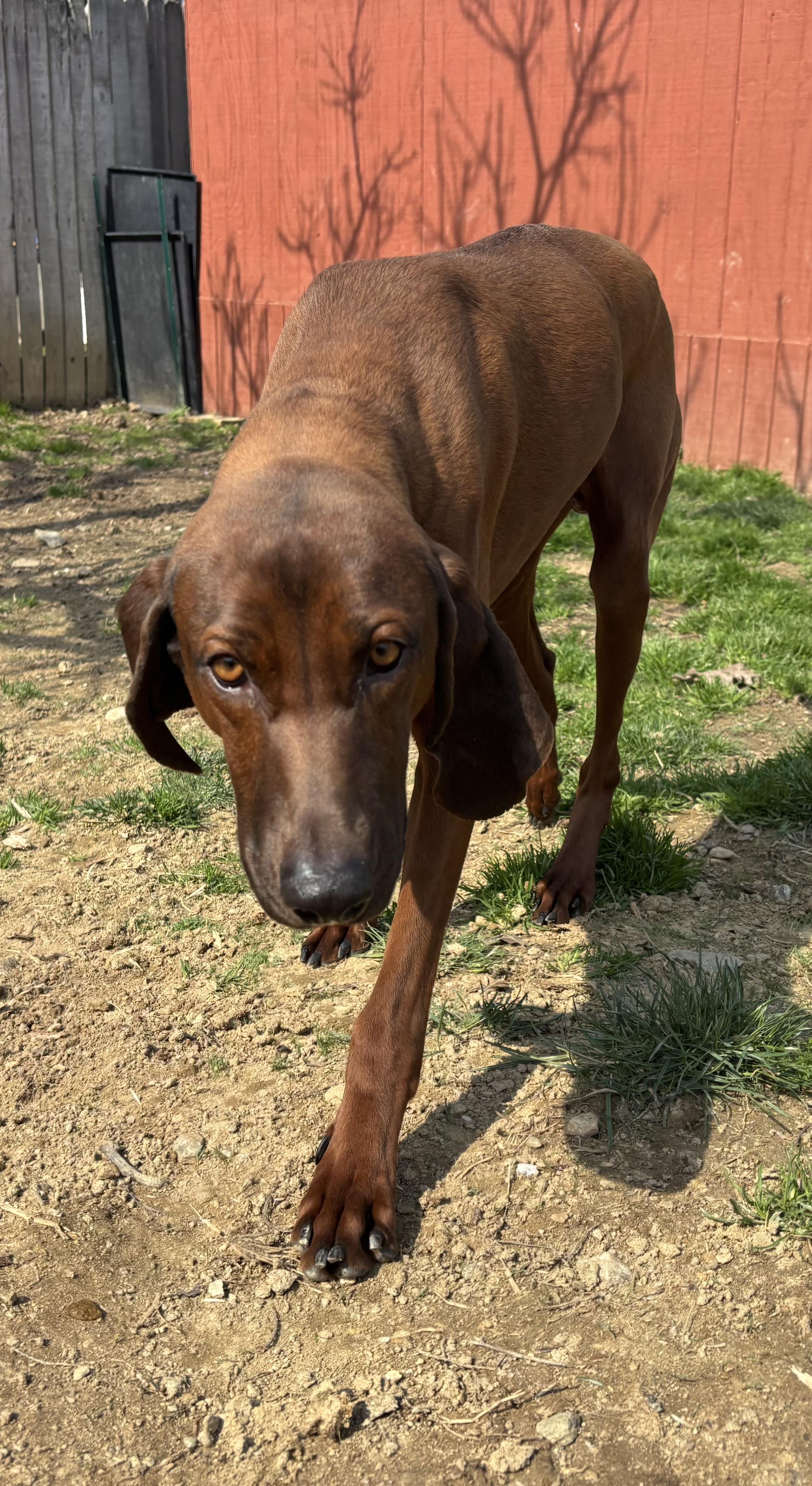 Enlarge Skipper, a ADOPTABLE Redbone Coonhound in Silver Spring, MD image 4/5