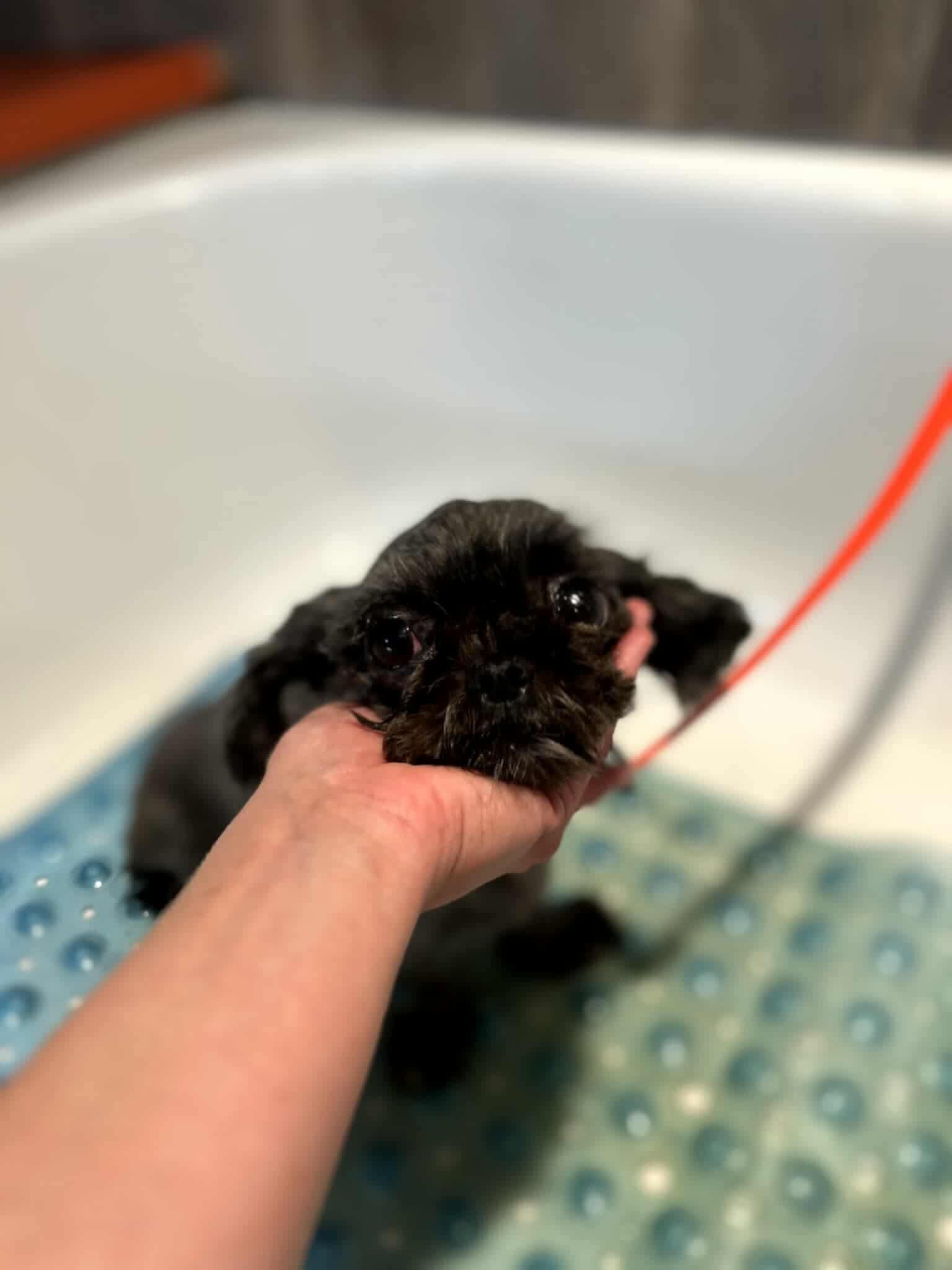 Enlarge Tally, a Adopted Shih Tzu in Detroit Lakes, MN image 1/2