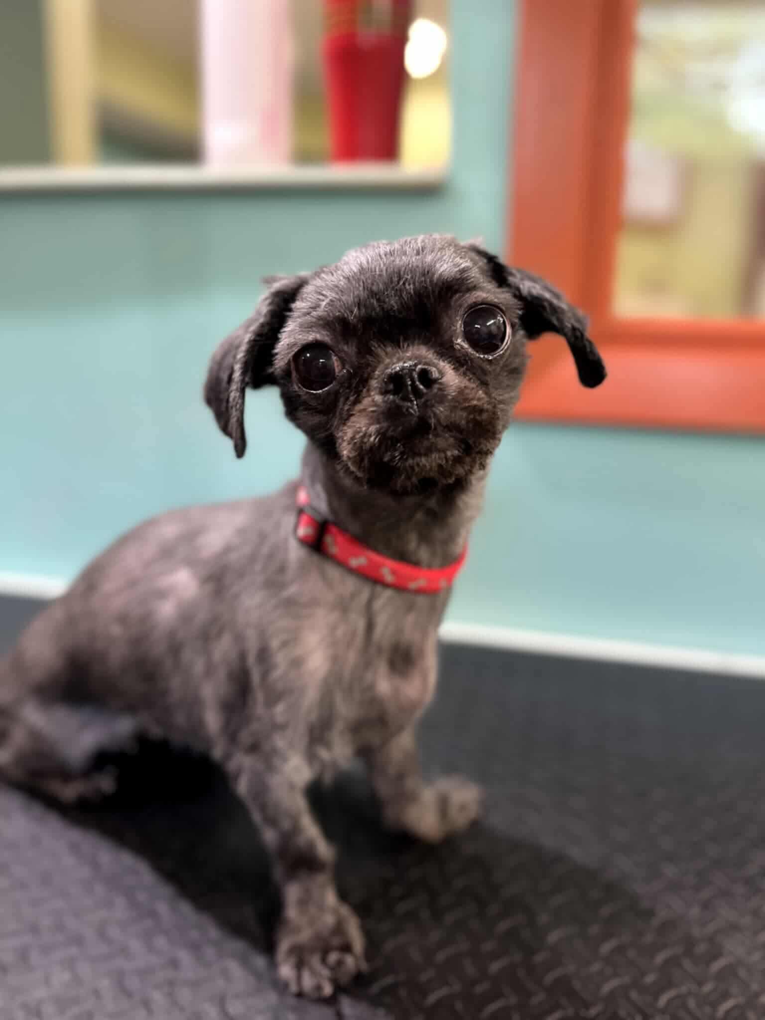 Enlarge Tally, a Adopted Shih Tzu in Detroit Lakes, MN image 2/2