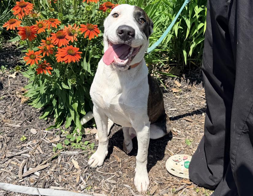 Enlarge Spike, a ADOPTABLE mixed breed in Columbus, IN image 2/2