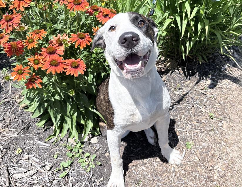Spike, ADOPTABLE, Young Male Pit Bull Terrier & Shar-Pei.