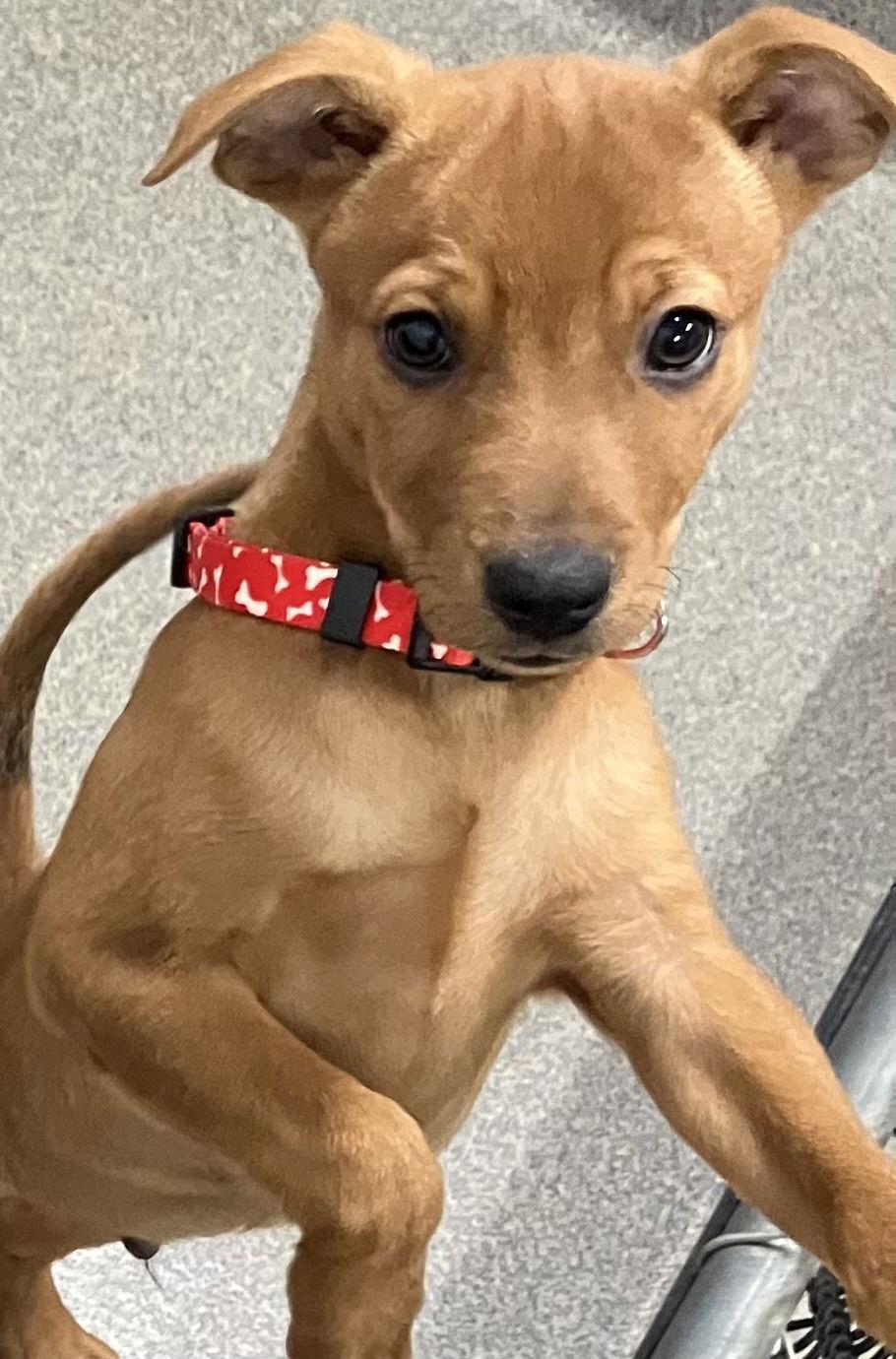 Enlarge Rigel 11 weeks male, a Adoptable Mixed Breed in Sterling, MA image 1/1