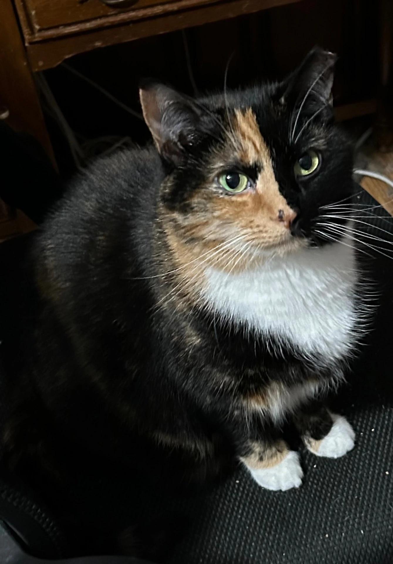 Enlarge Callie & Anakin, a Adoptable Domestic Short Hair in Maple Shade, NJ image 2/2