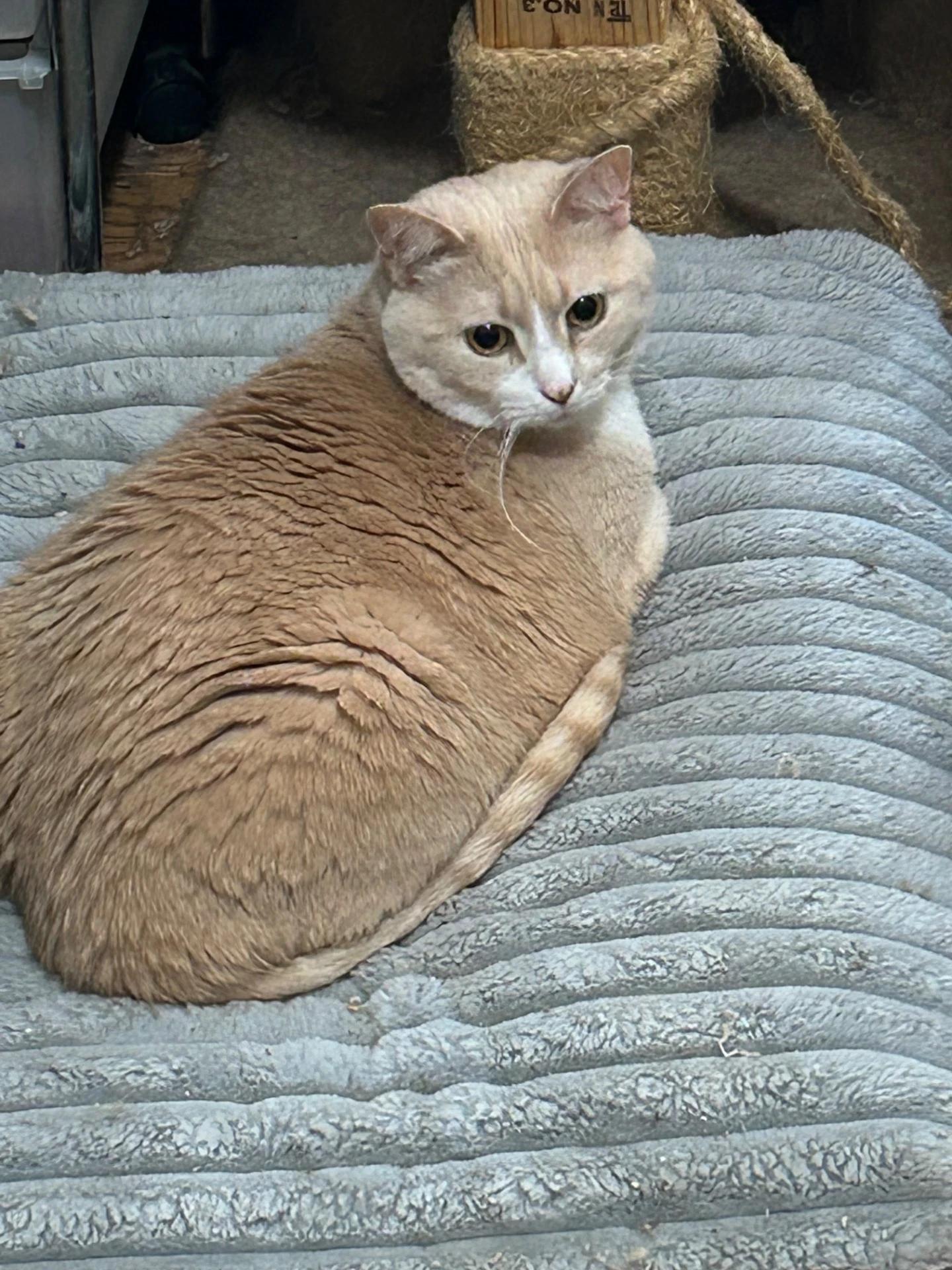 Enlarge Callie & Anakin, a Adoptable Domestic Short Hair in Maple Shade, NJ image 1/2