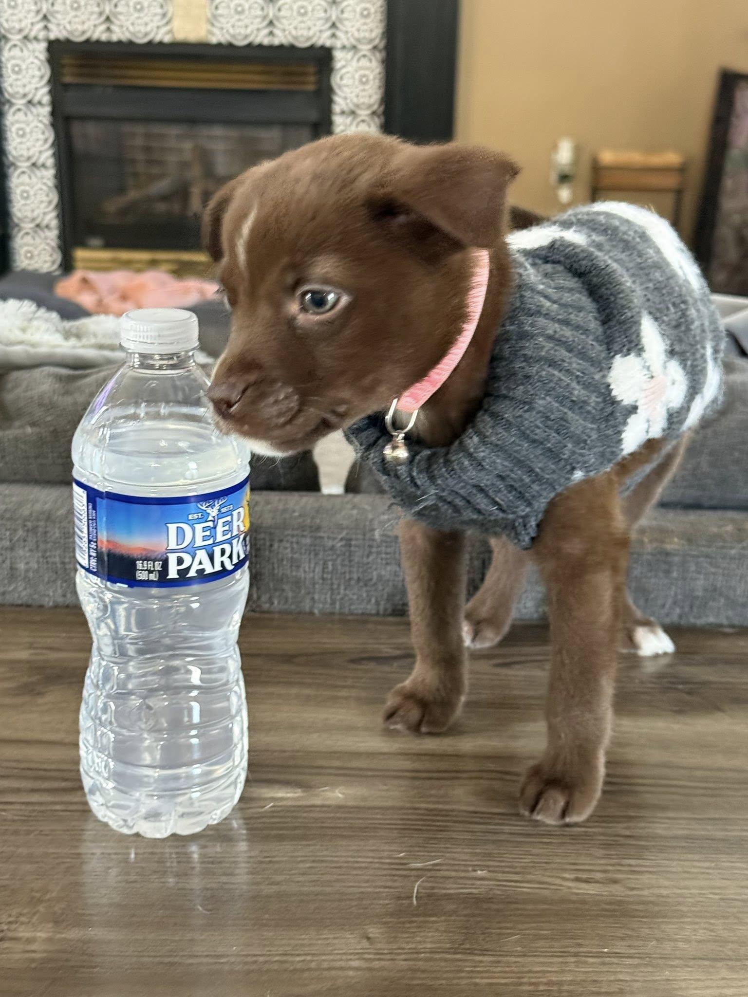 Enlarge Mouse 0583, a Adoptable Mixed Breed in Stephens City, VA image 1/3