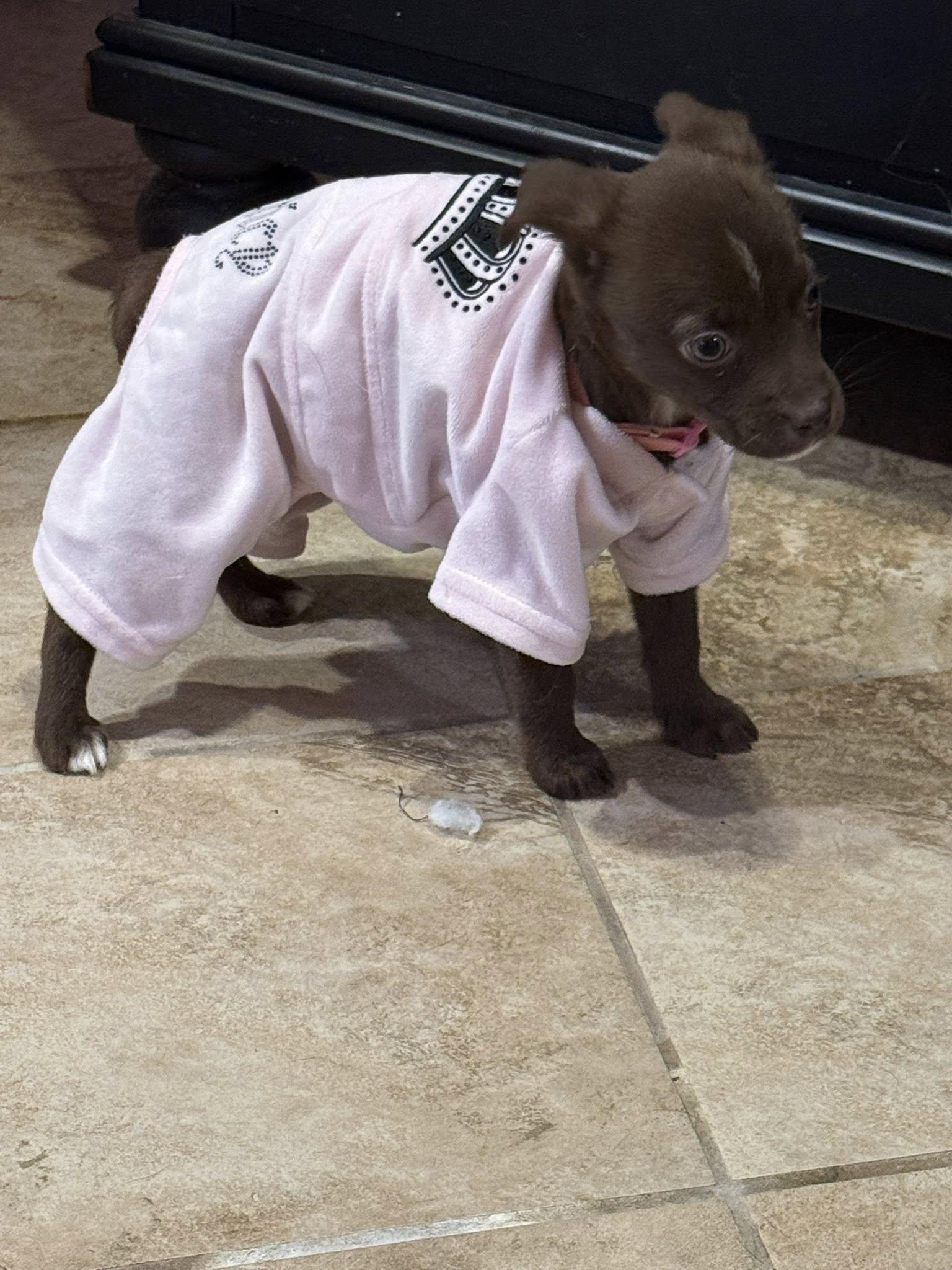 Enlarge Mouse 0583, a Adoptable Mixed Breed in Stephens City, VA image 2/3