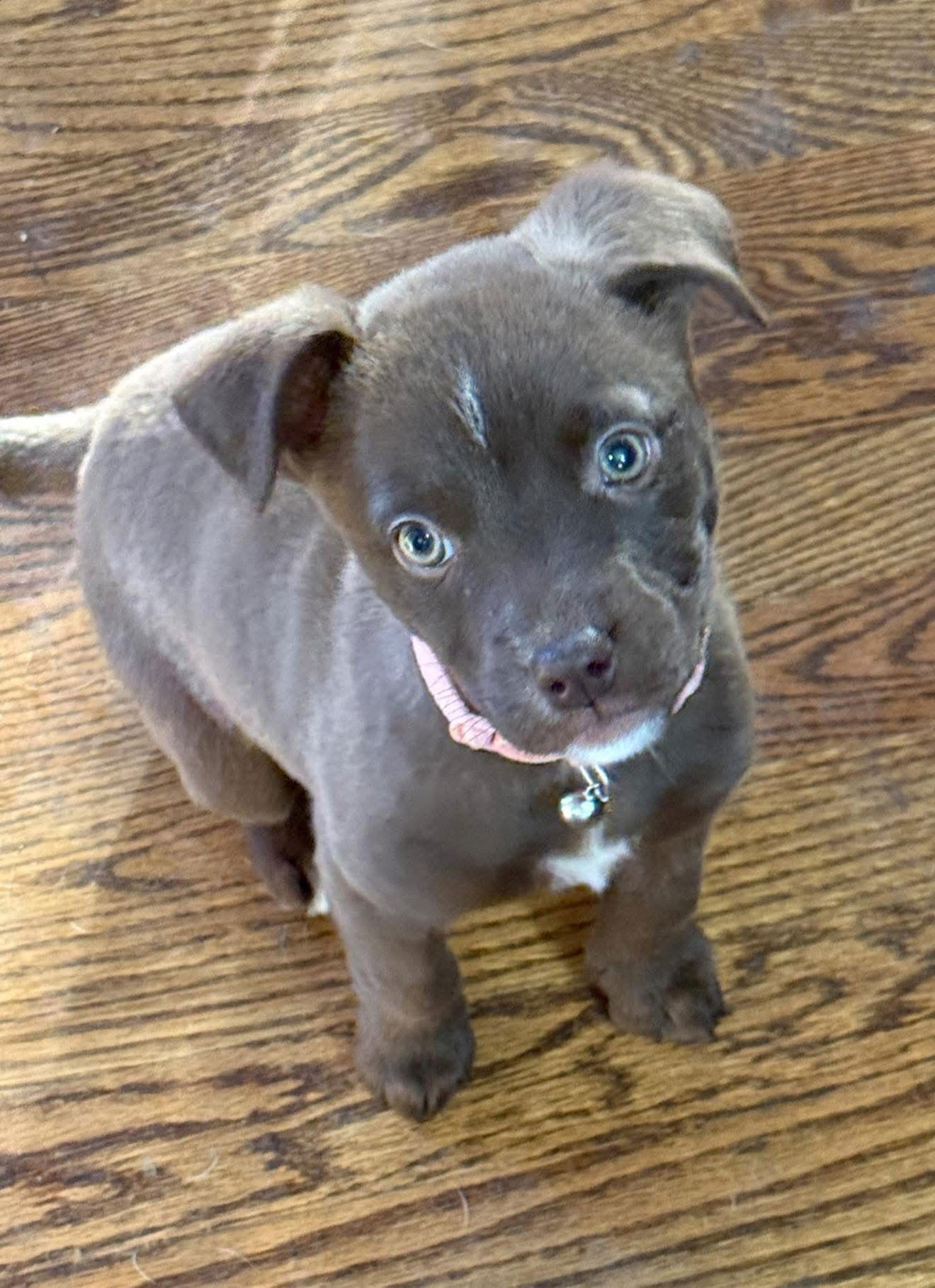 Enlarge Mouse 0583, a Adoptable Labrador Retriever in Stephens City, VA image 3/3